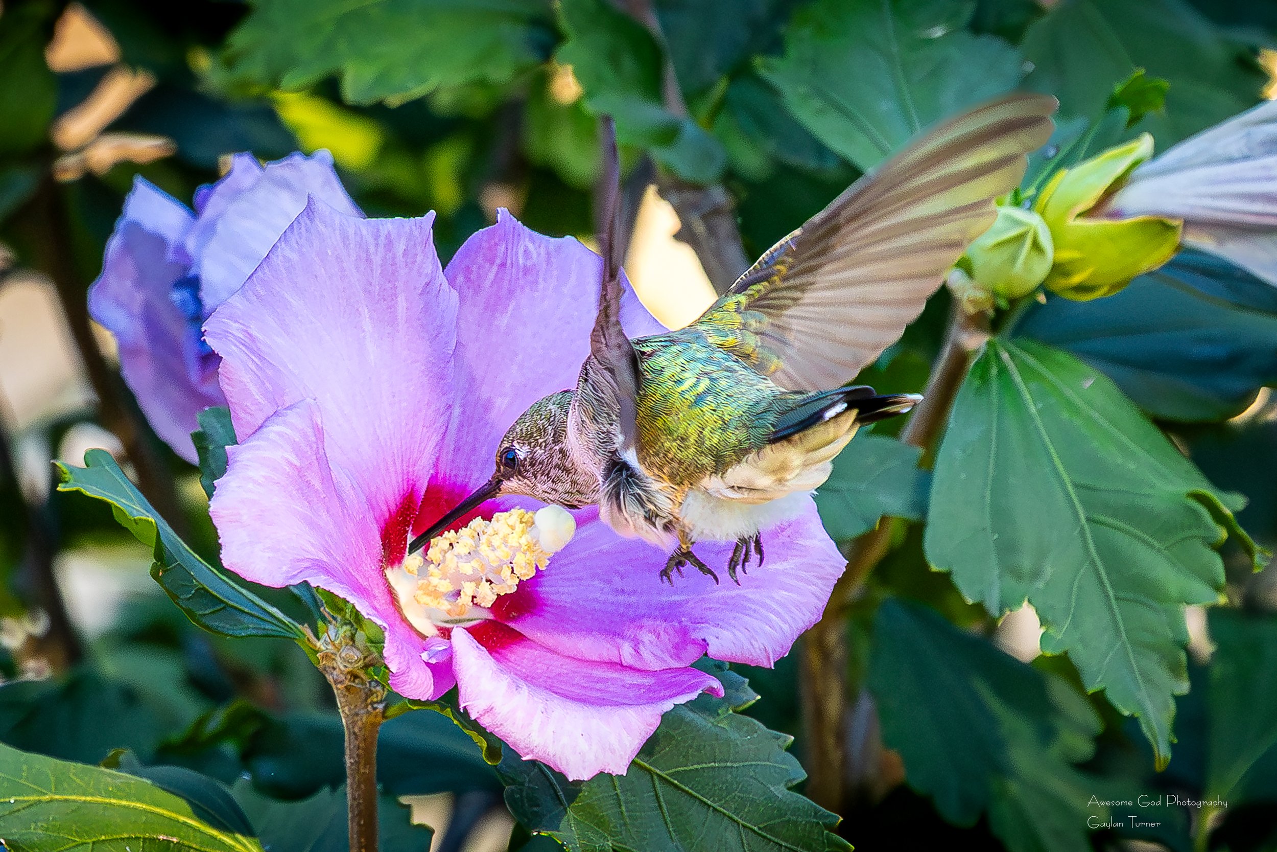 Hummingbird close flower 2026  8 bit  (1 of 1).jpg