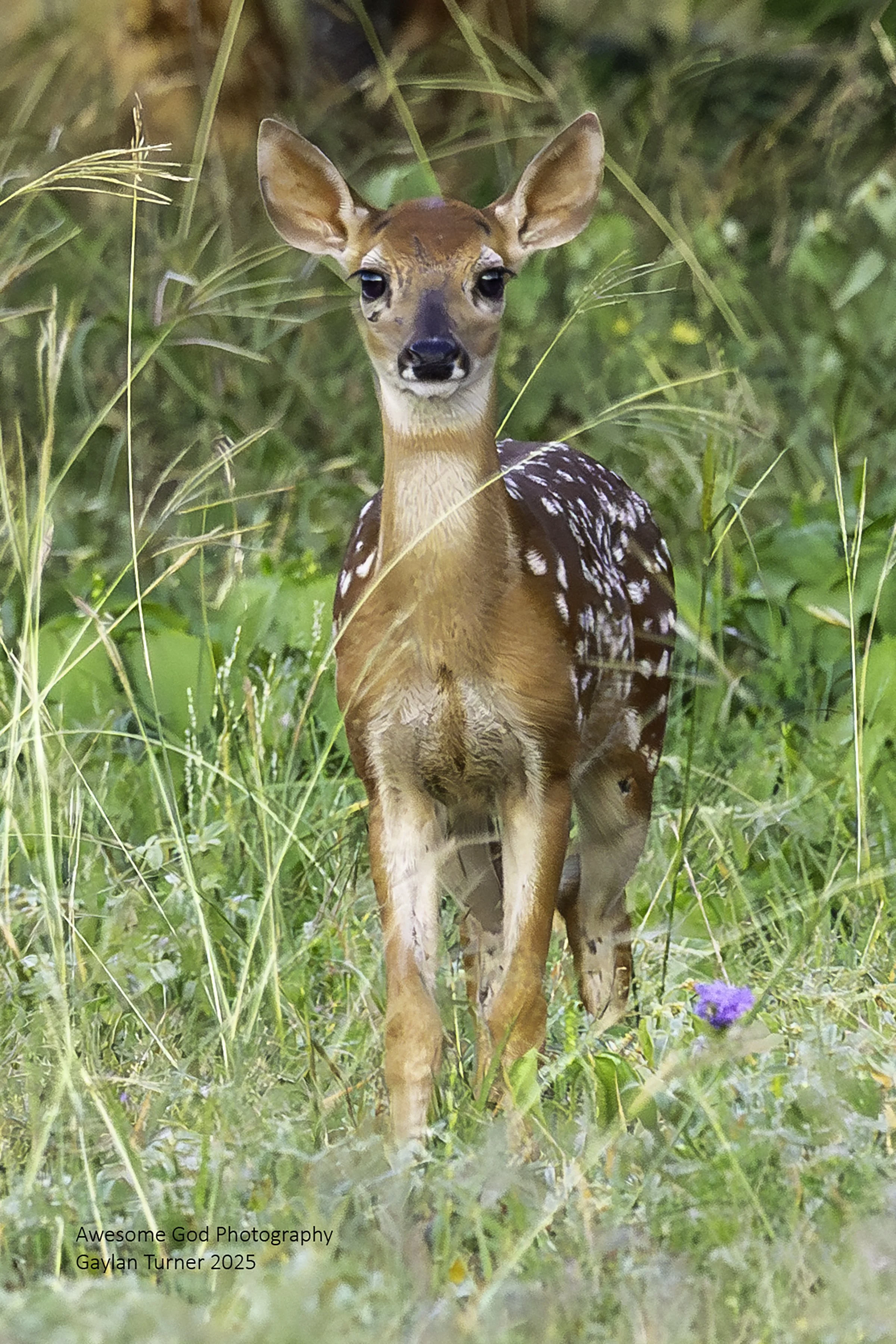 White-tailed Deer Fawn Edited 1.jpg