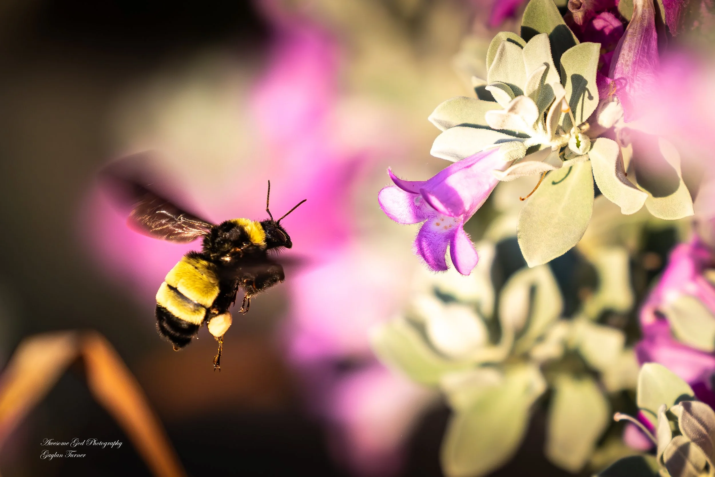 Flying Bee with Tx Sage Bloom 8 bit (1 of 1).jpg