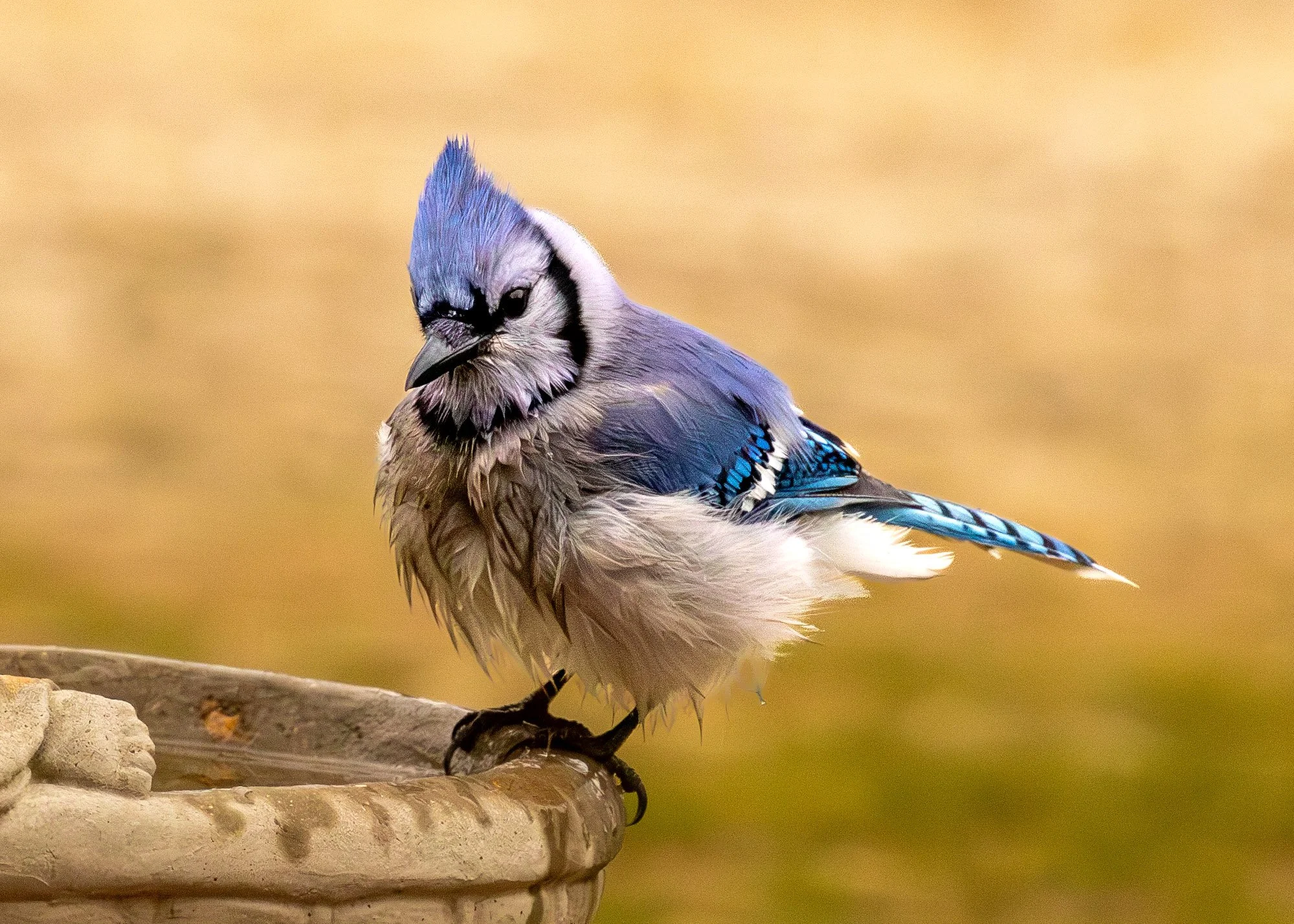 Blue Jay after bath 2.jpg