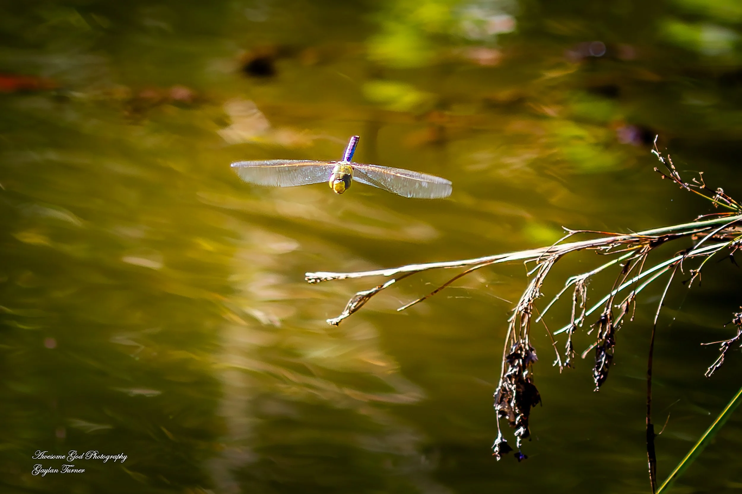 Dragonfly 1.jpg