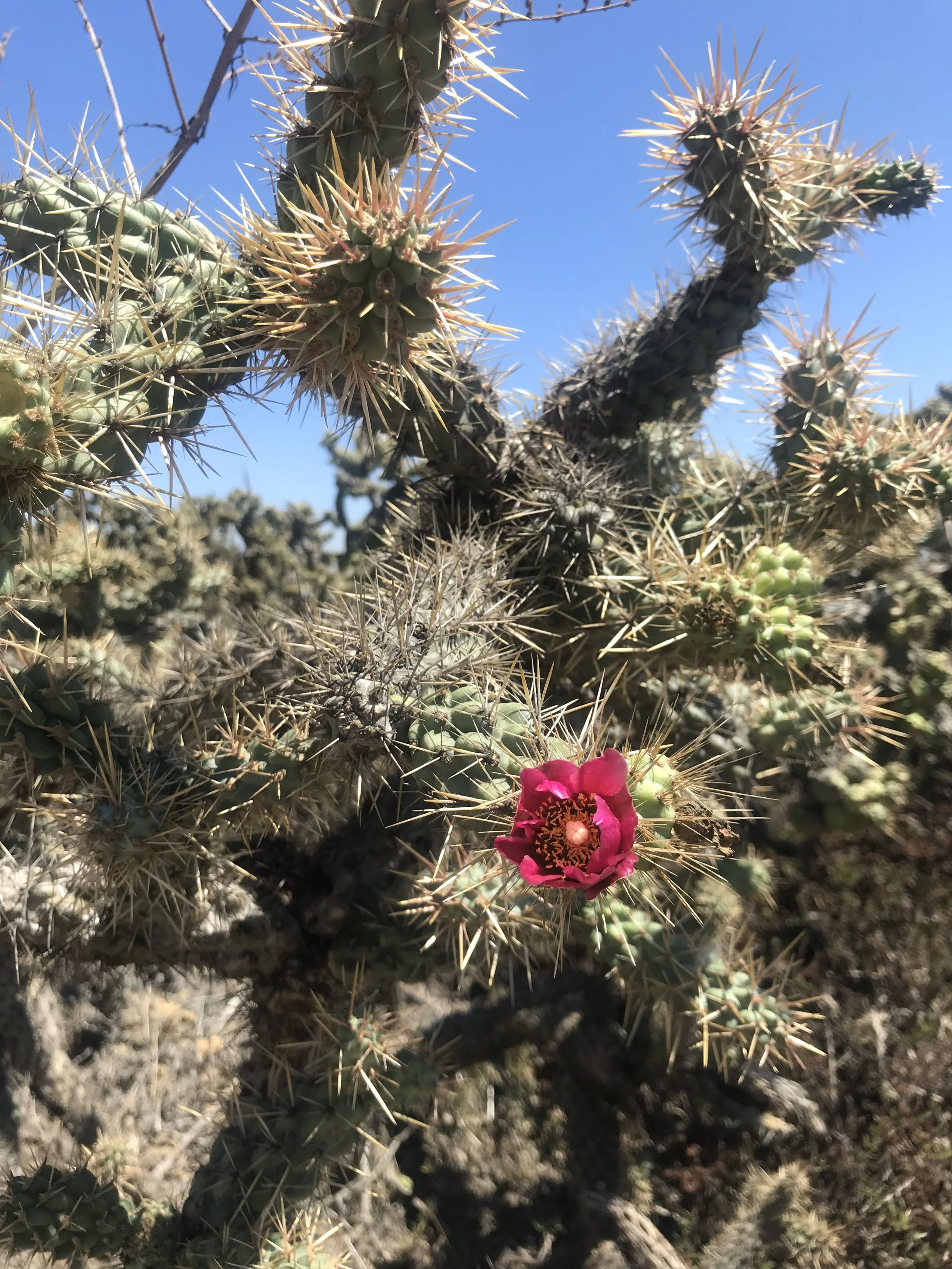 Close-up of a cactus plant with sharp spines and a bright pink flower blooming on one of its branches, against a clear blue sky.