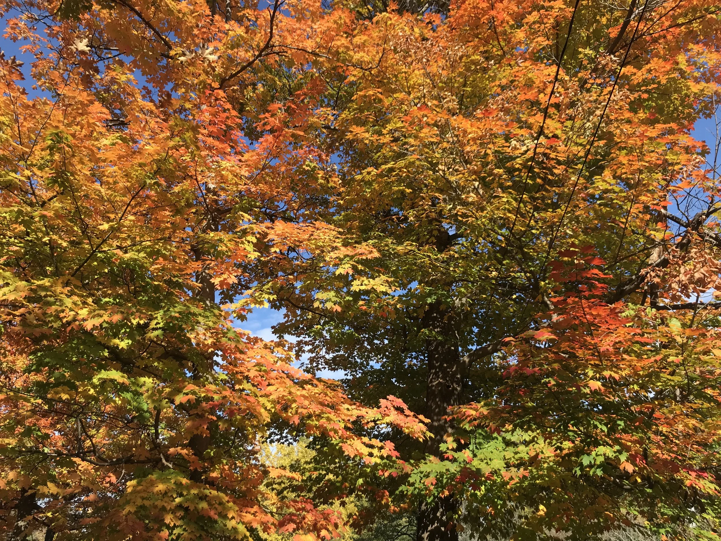 Tree with vibrant orange, yellow, and green autumn leaves against a bright blue sky.