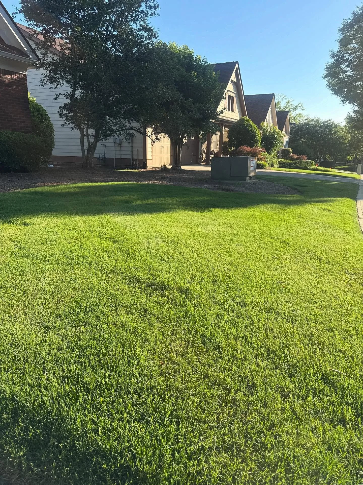 This client&rsquo;s lawn was looking especially good in the late day sun the other evening 😍