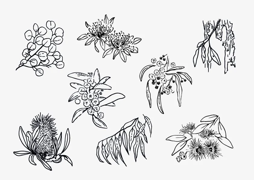 Custom foliage illustrations created for a client’s modular housing series, each named after Australian flora.