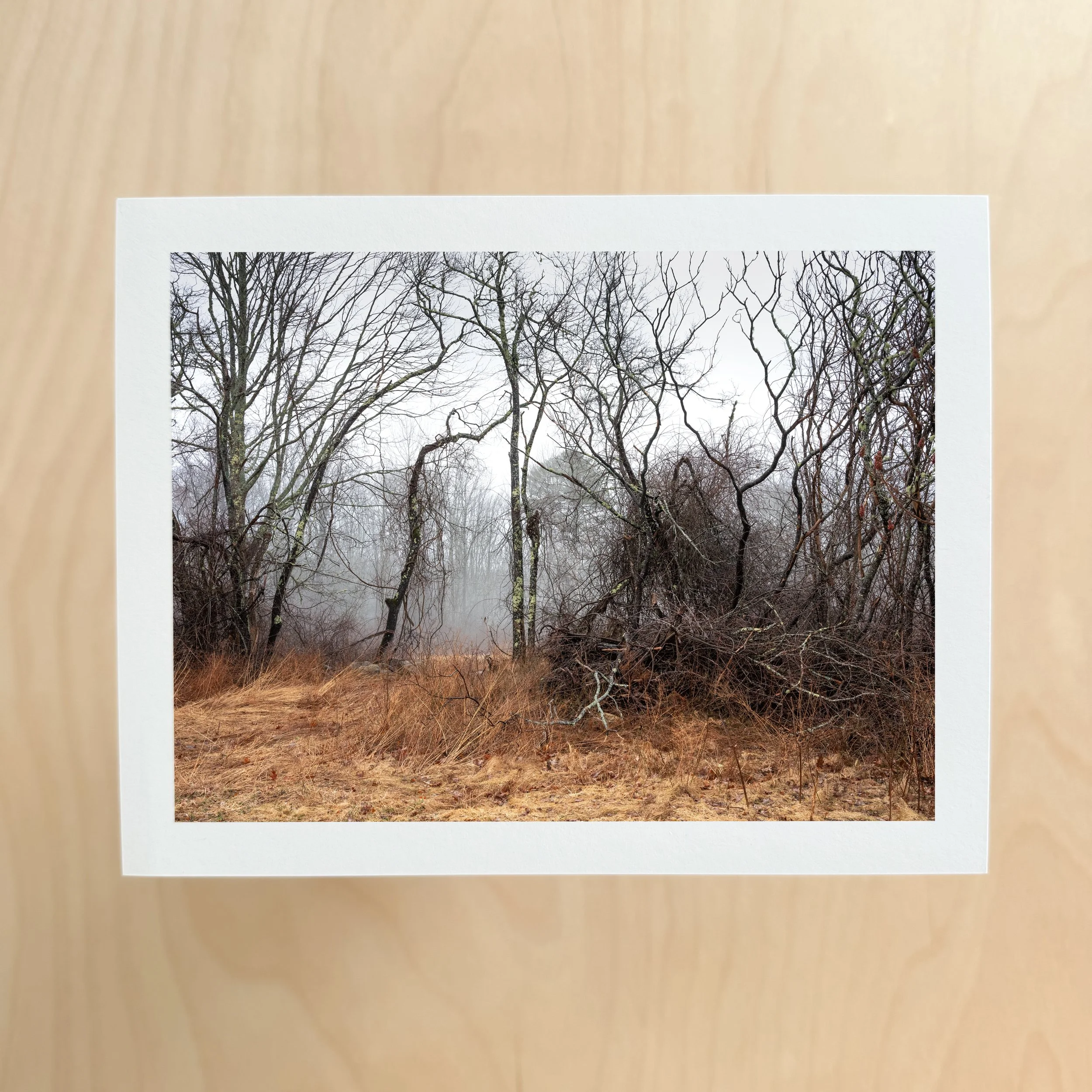 Fallen Branches Print