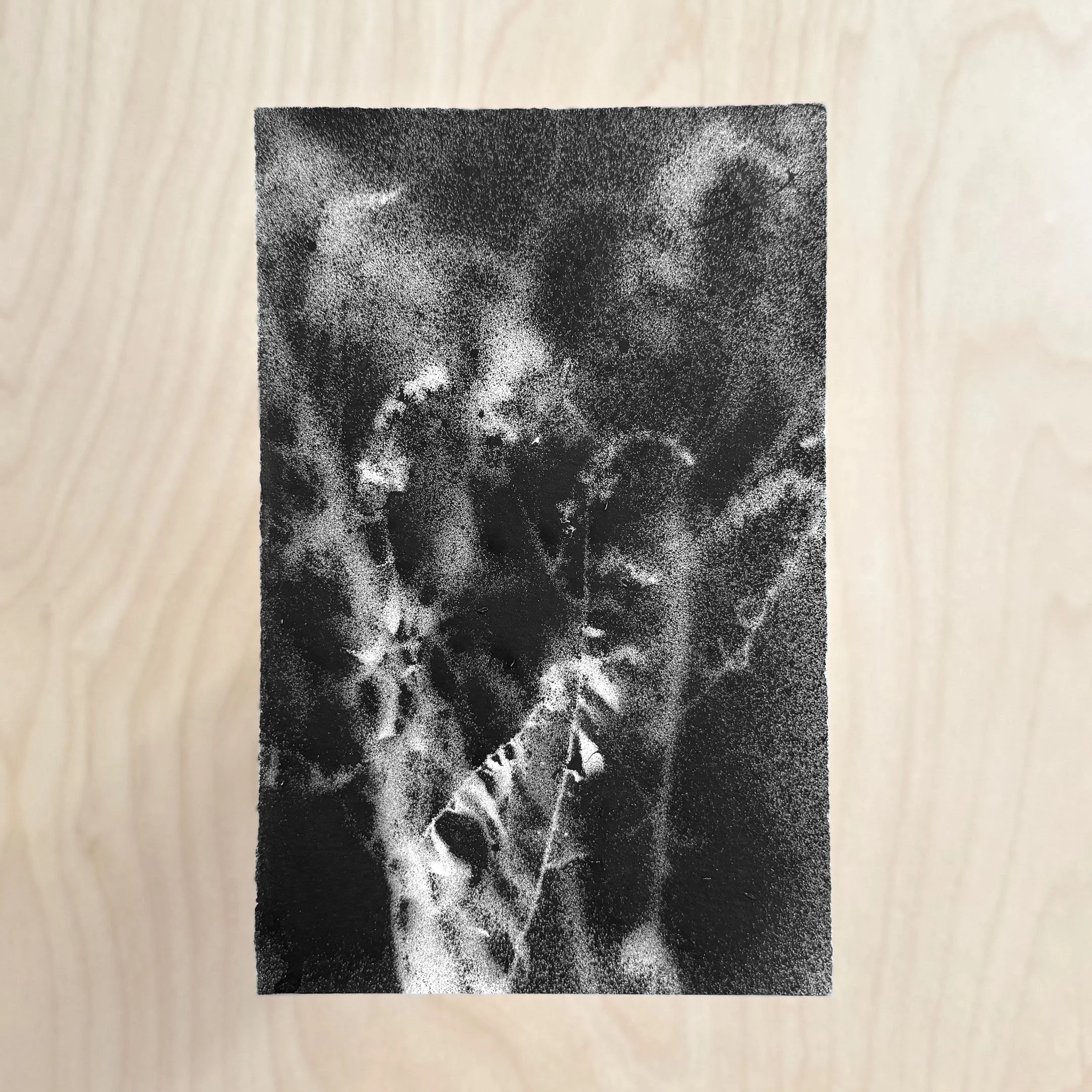 Forest Floor 18 Print