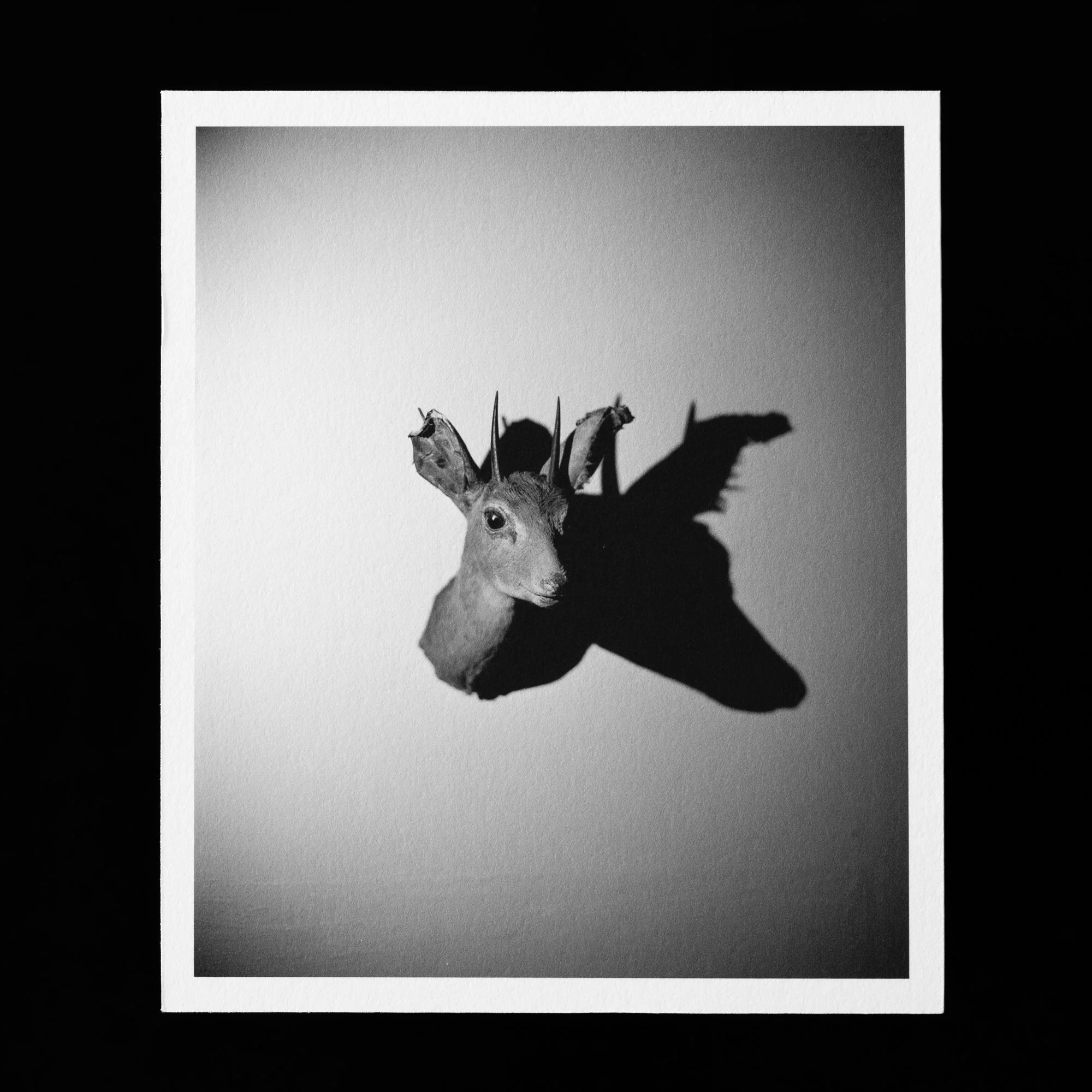 Stare by Polly White