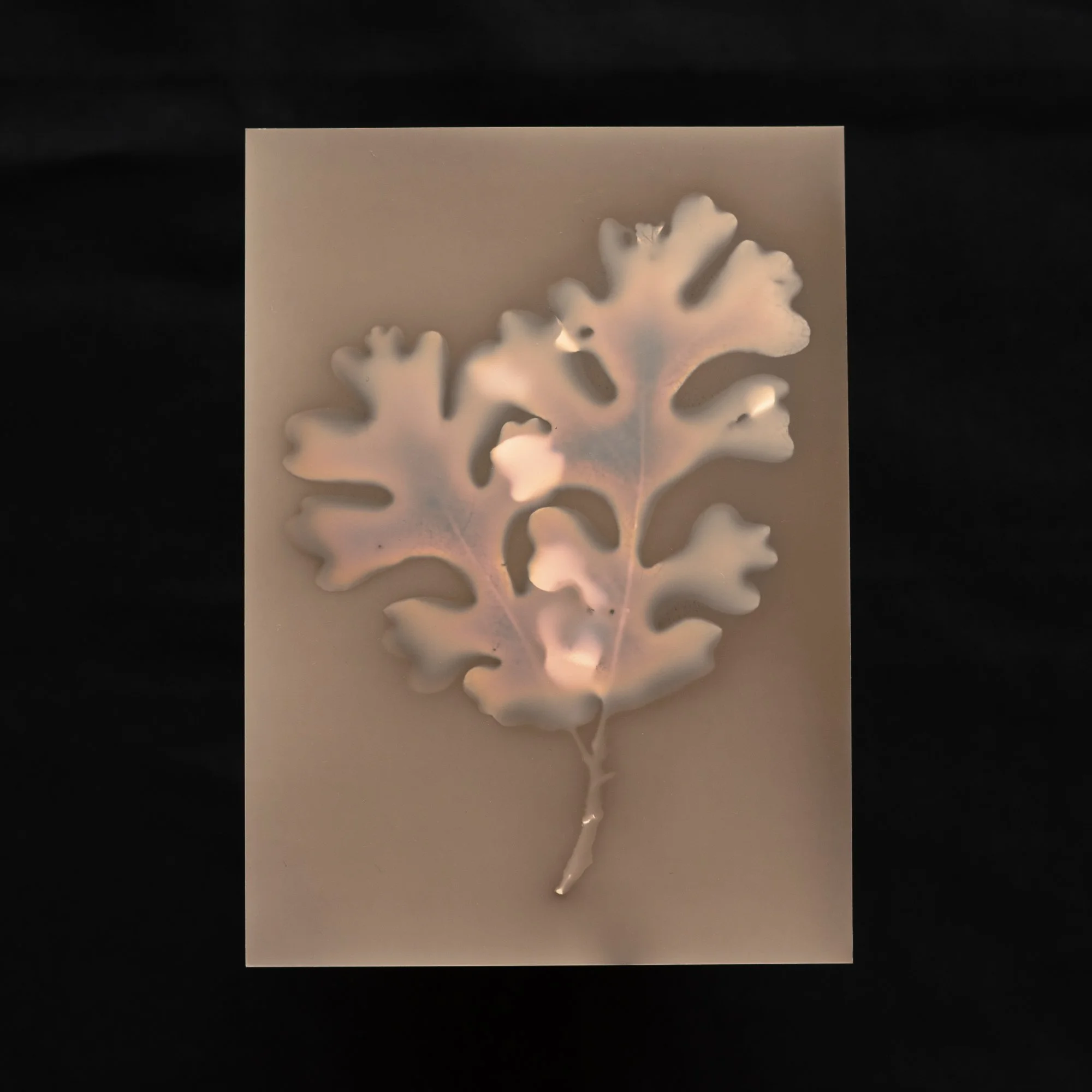 Oak by Jen Lothrigel