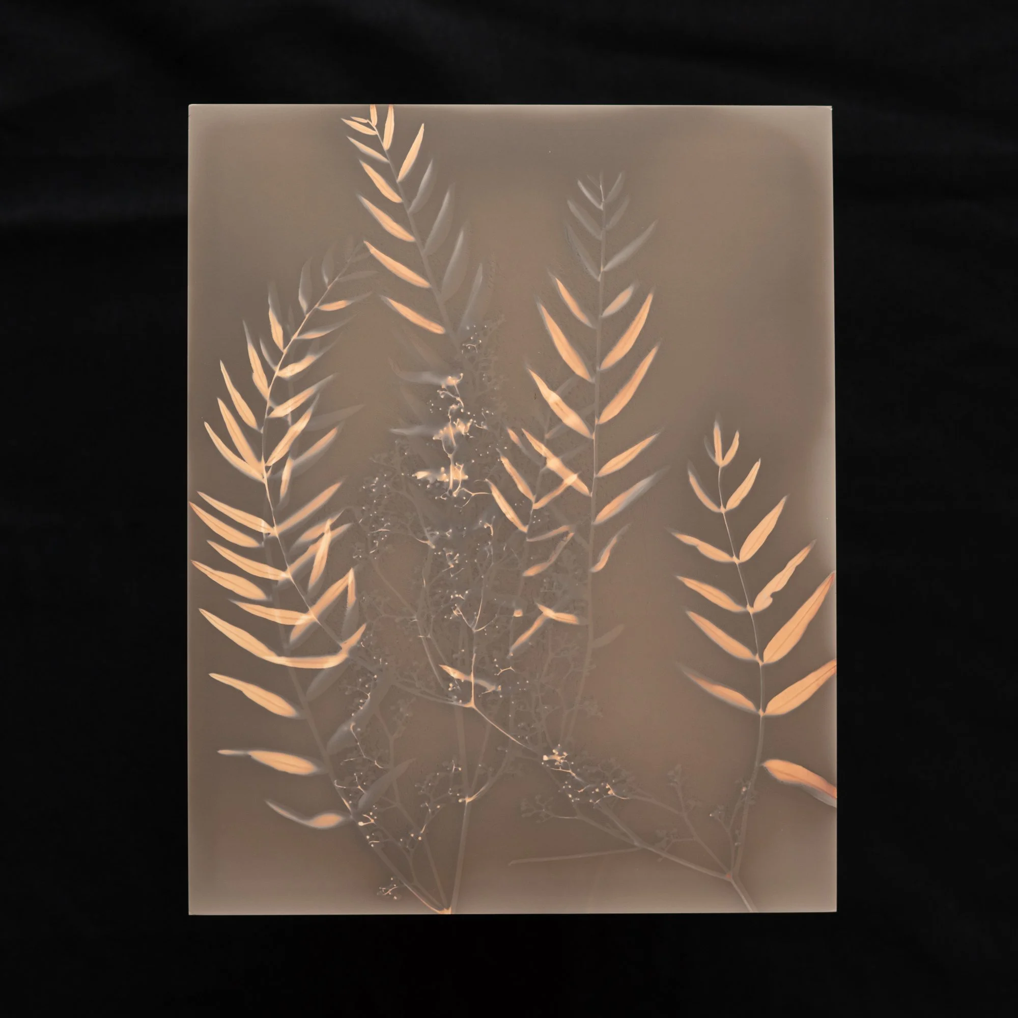 Pepper Tree by Jen Lothrigel