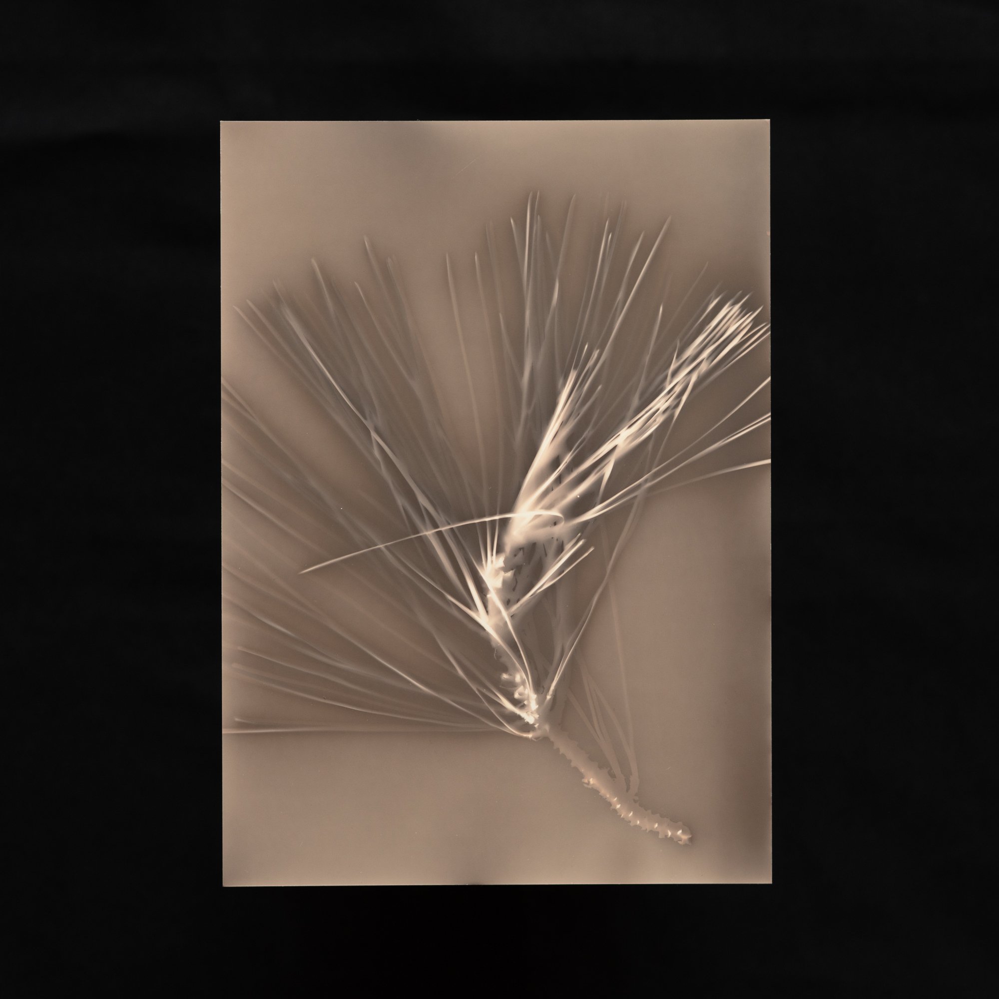 Pine by Jen Lothrigel