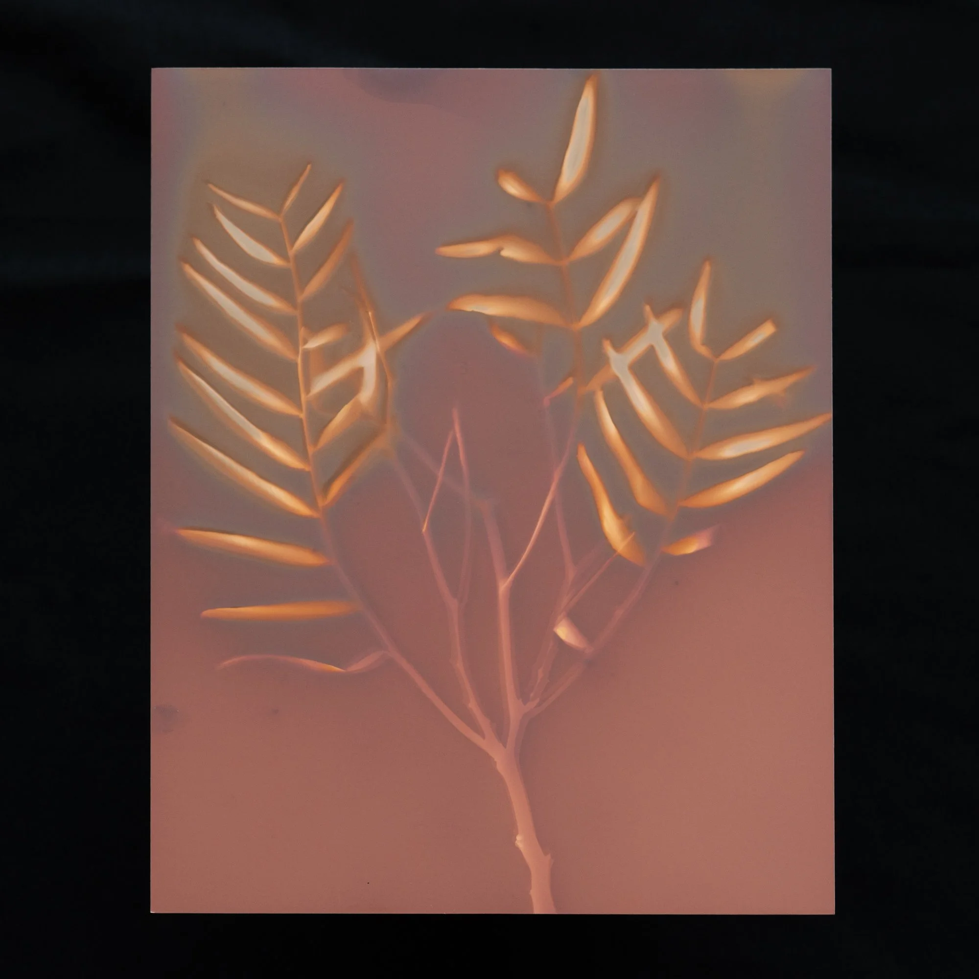 Pepper Tree by Jen Lothrigel