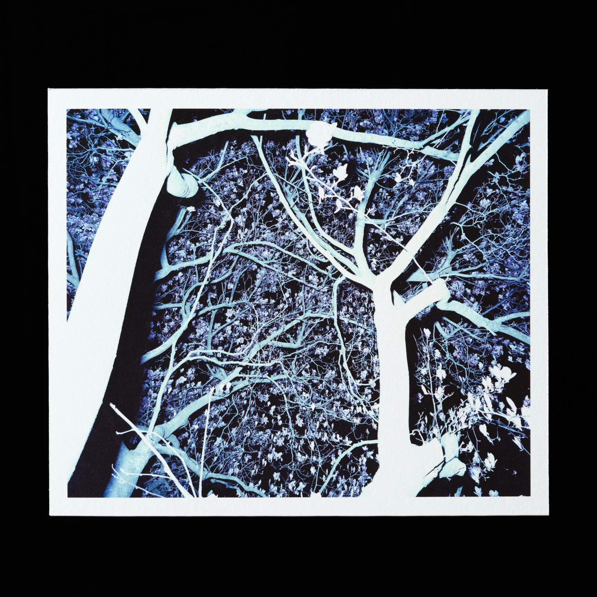 Night Magnolia by Polly White