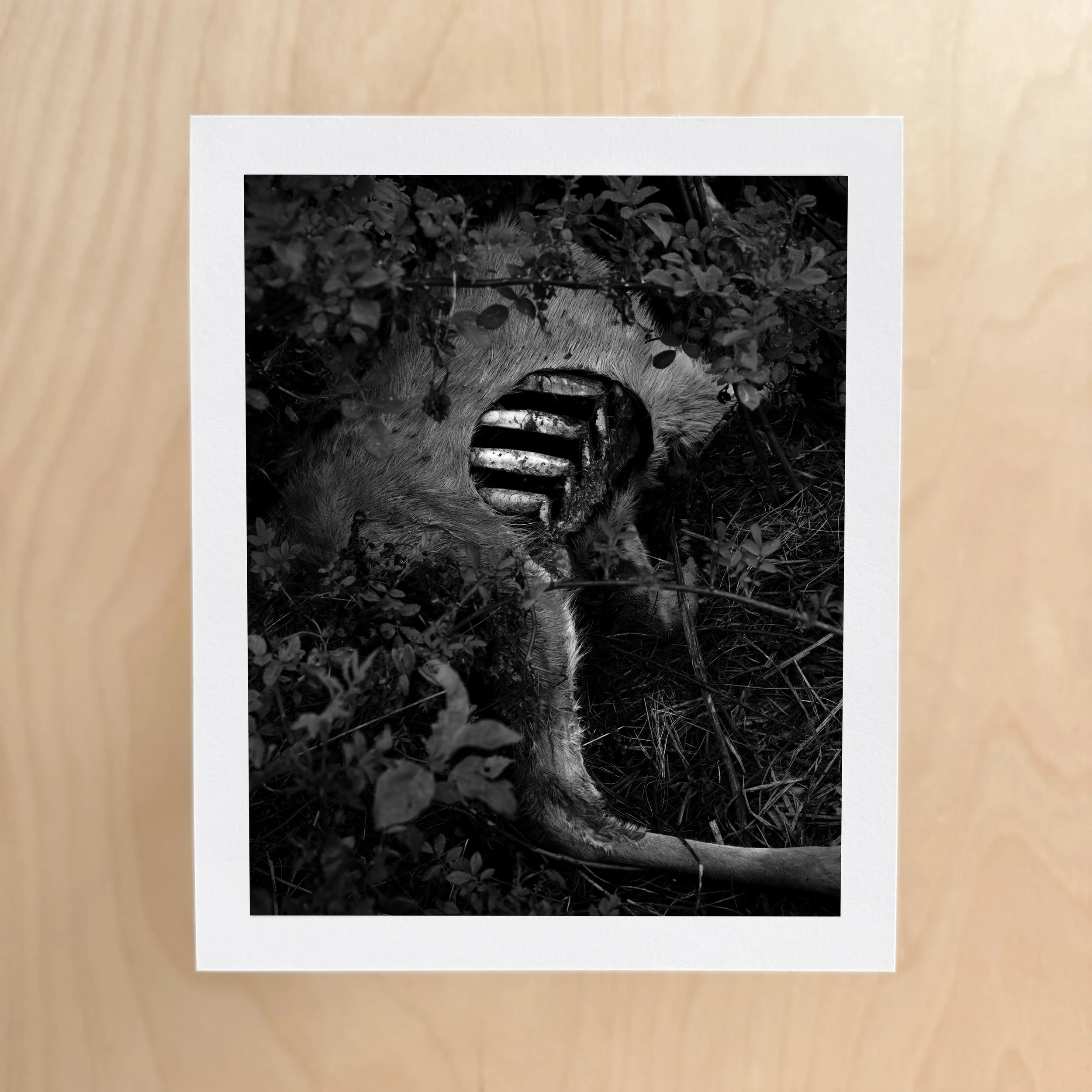 Resting in the Wild Rose Print