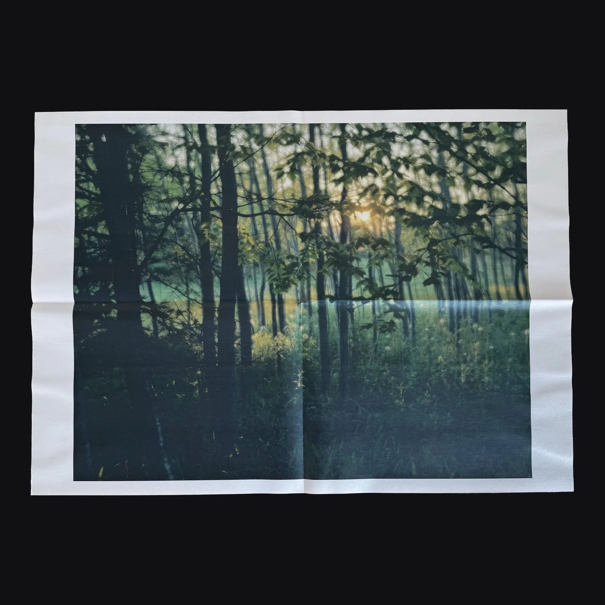 Birch Stand by Anne Leigh Clem