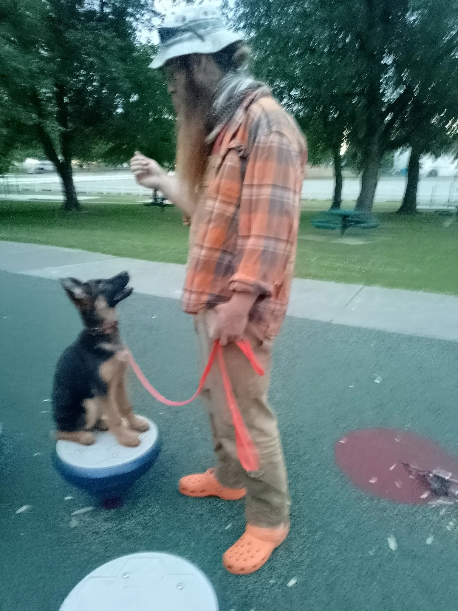 A man with long hair and a beard, wearing an orange plaid shirt, beige pants, orange crocs, and a hat, is standing in a park. He is holding a leash attached to a small black and tan puppy sitting on a white and gray balance board. The man is looking down at the puppy, and the background includes trees, grass, a picnic table, and a sidewalk.