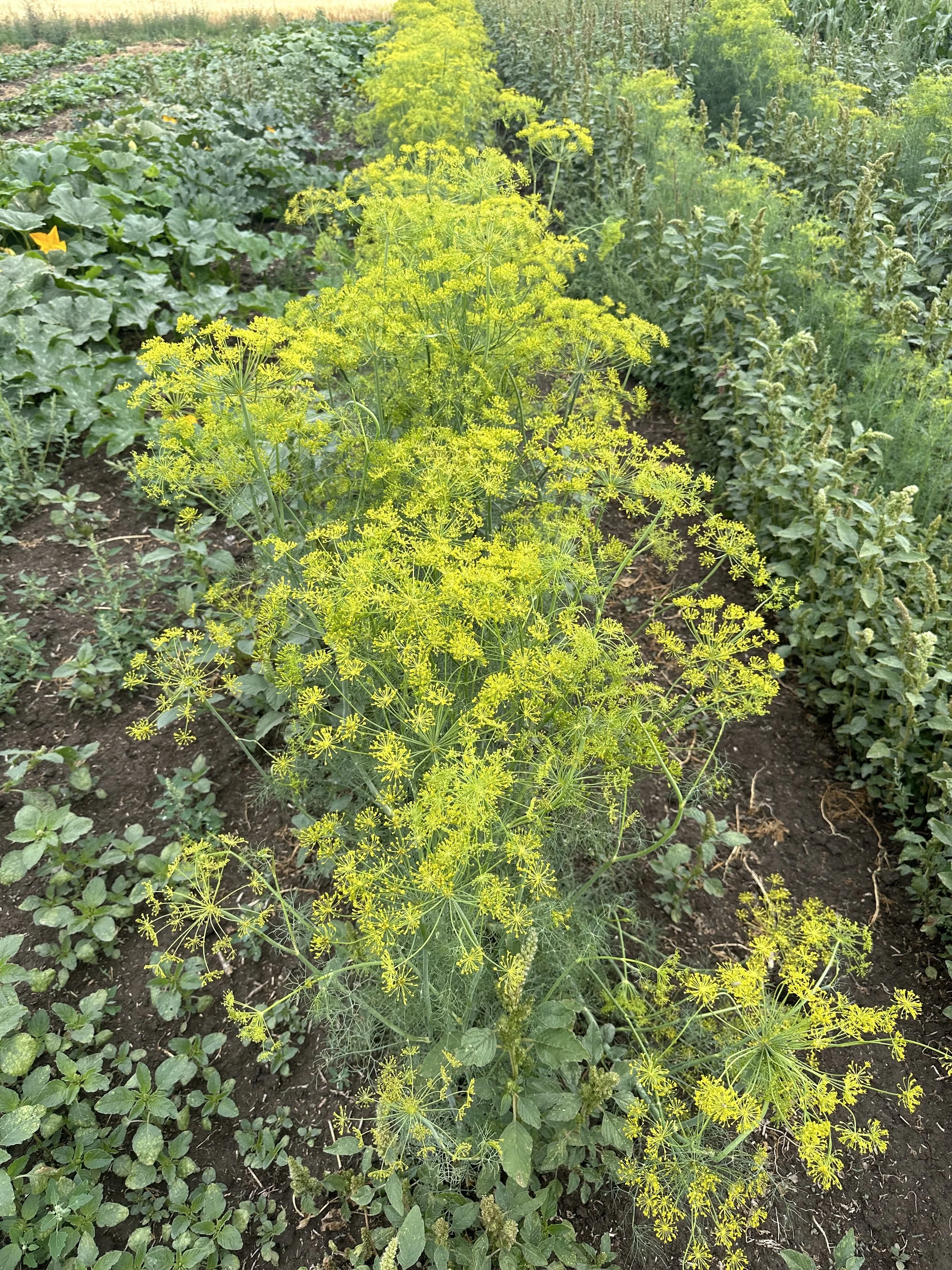 Dill