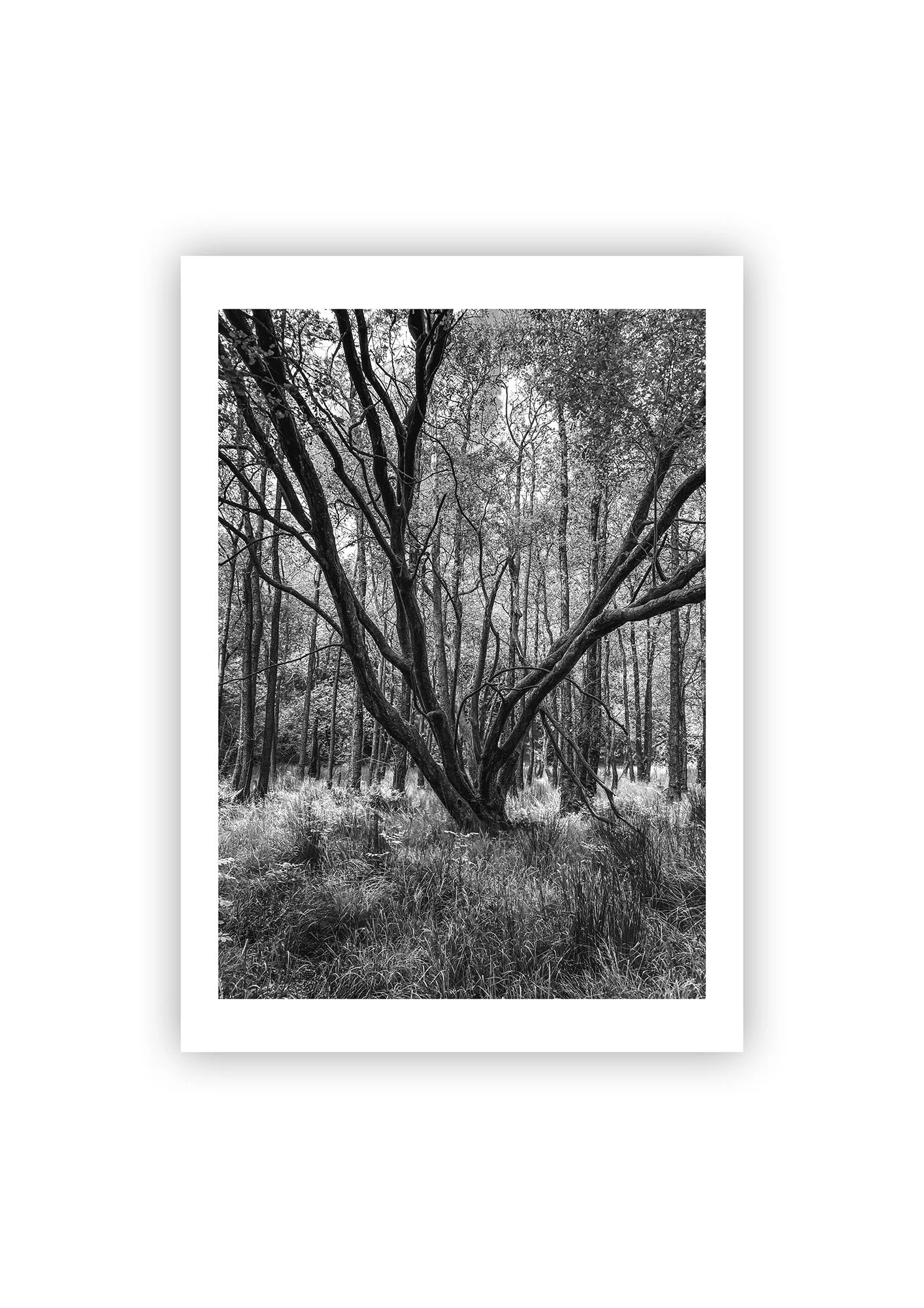 Lone Forest Treee - print.jpg