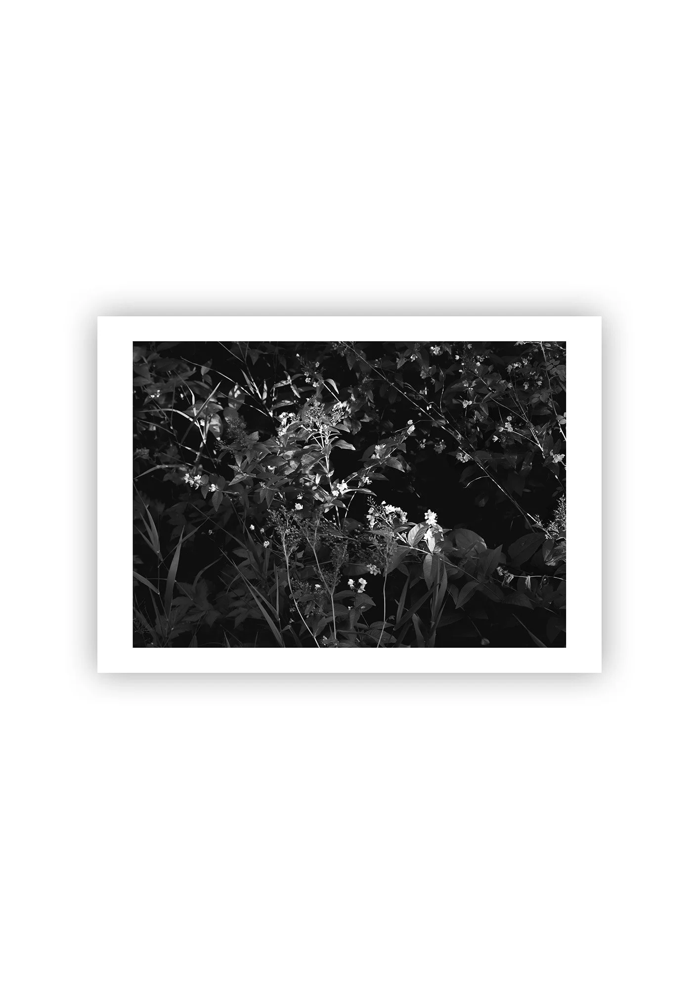 Dark Flowers - Print.jpg