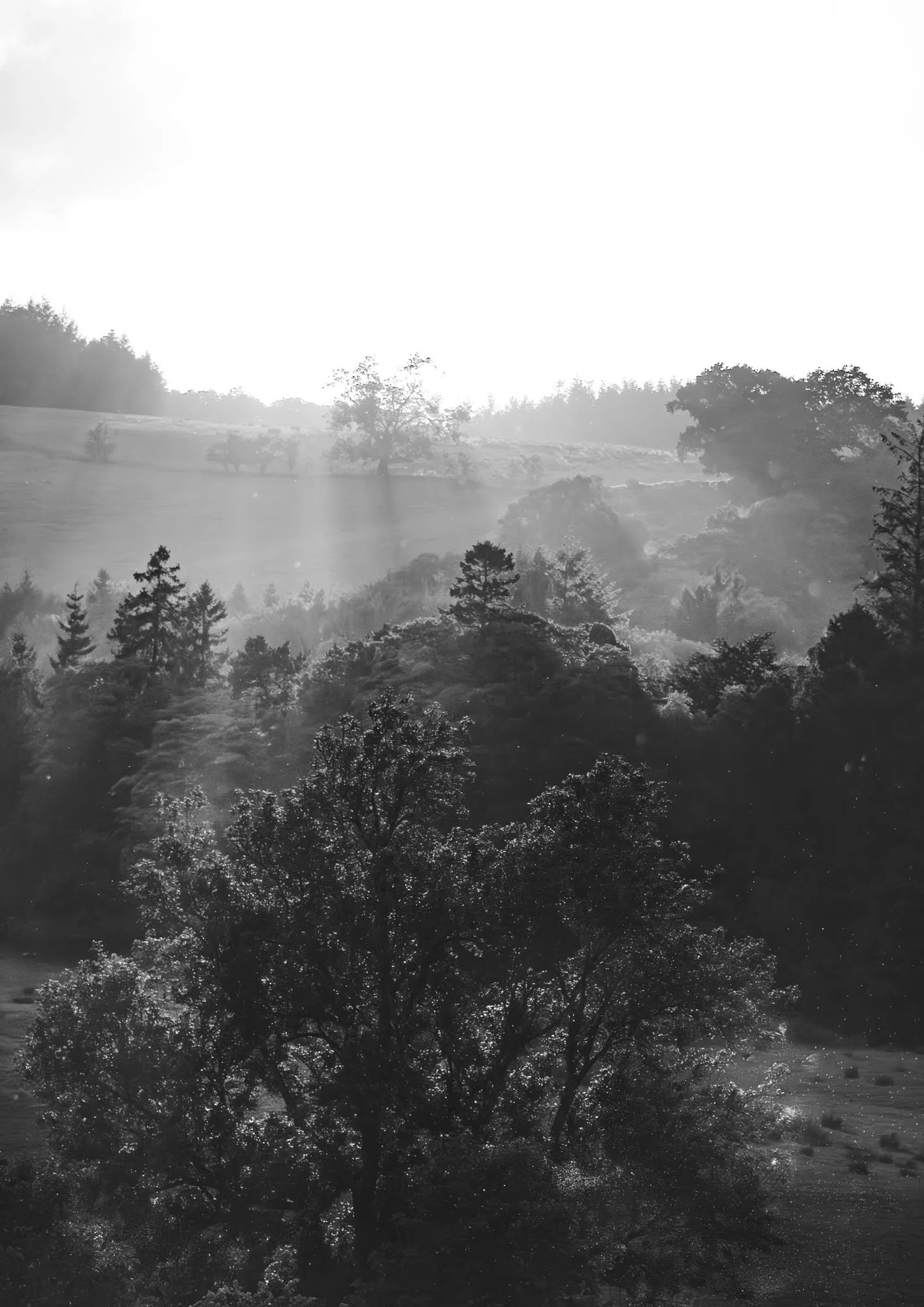 Sunset Trees Noire.jpg