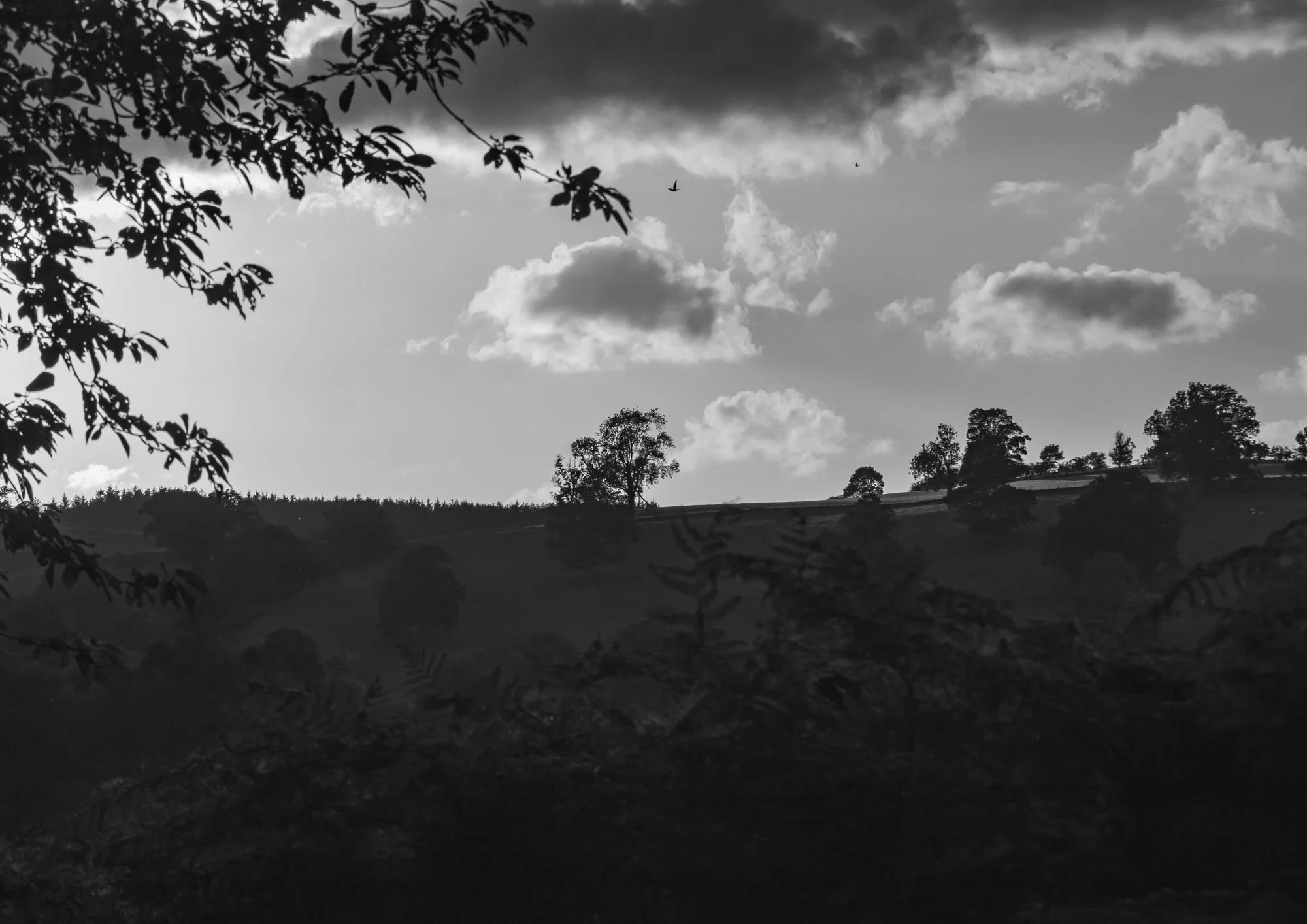 Noire Landscape.jpg