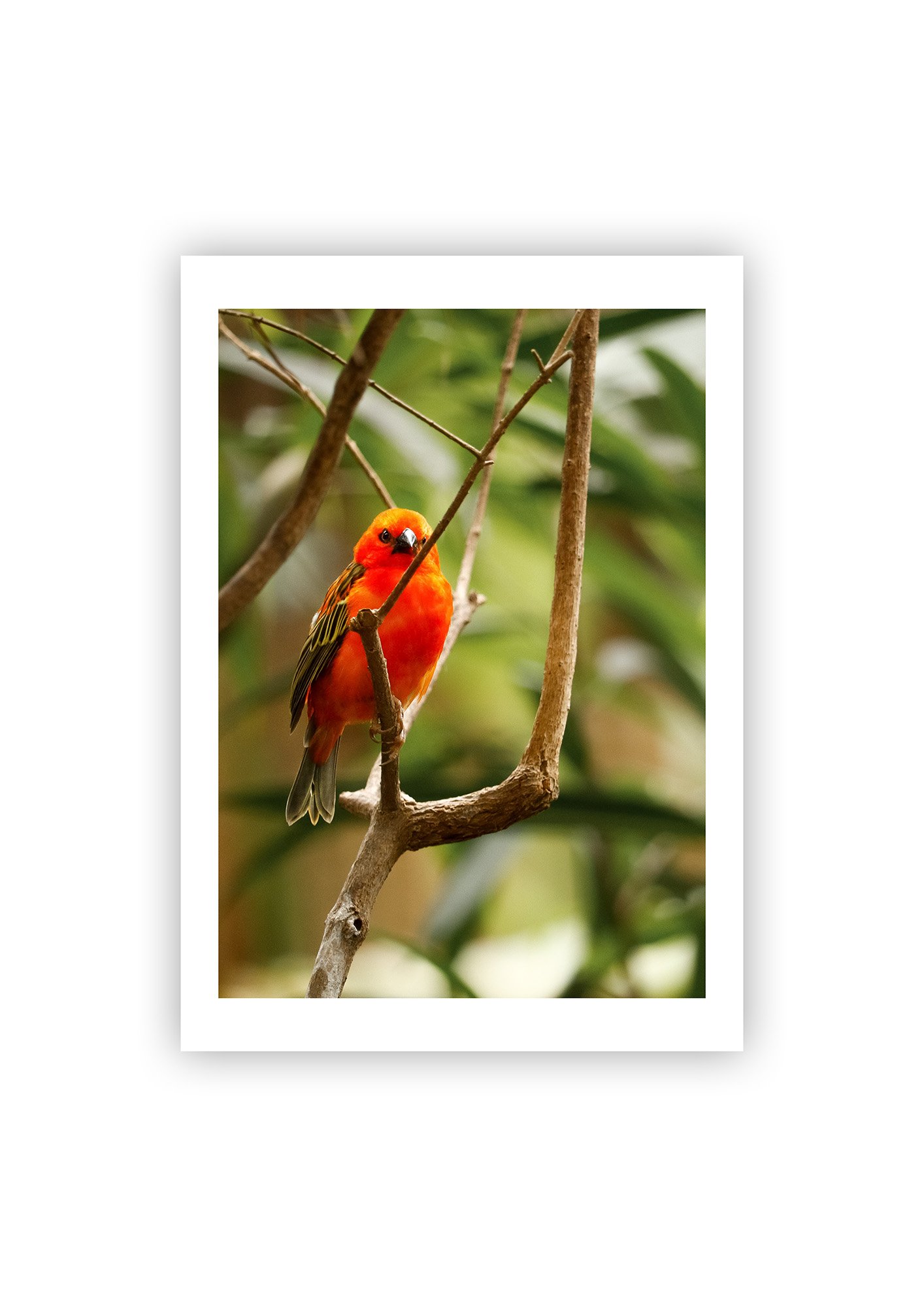 Red Fody - Print.jpg