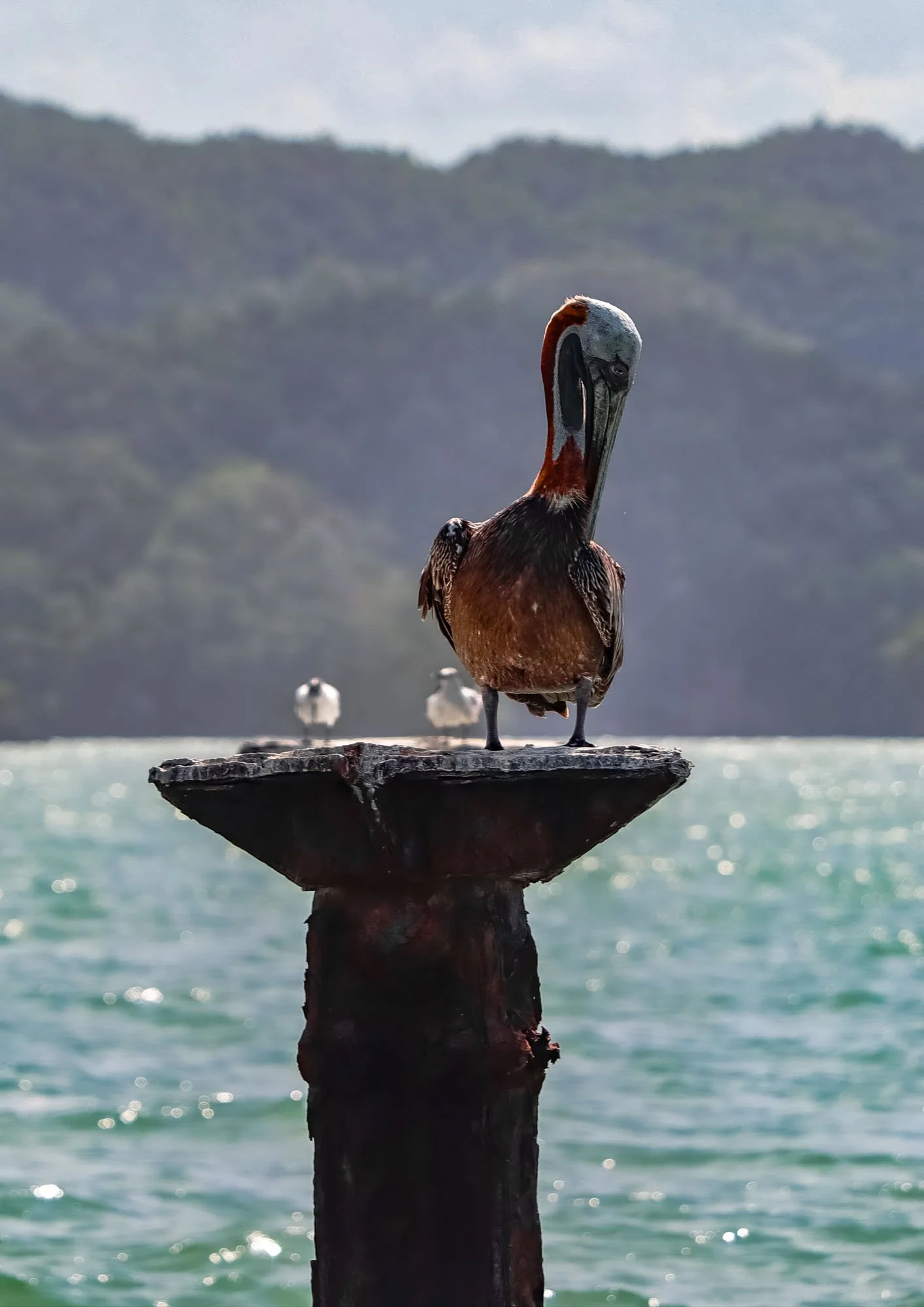 Brown Pelican.jpg