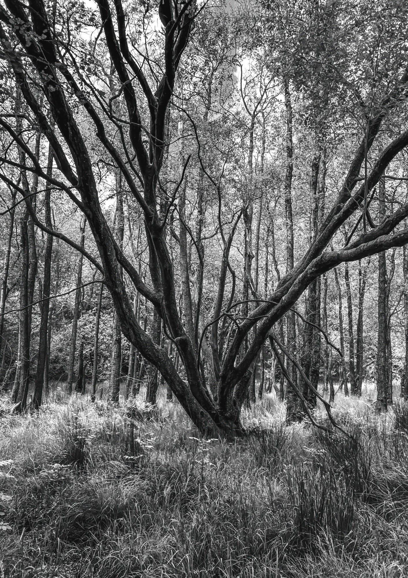 Lone Forest Tree