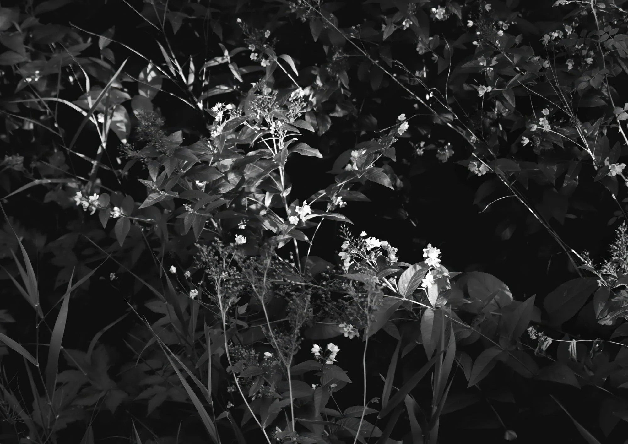 Dark Flowers