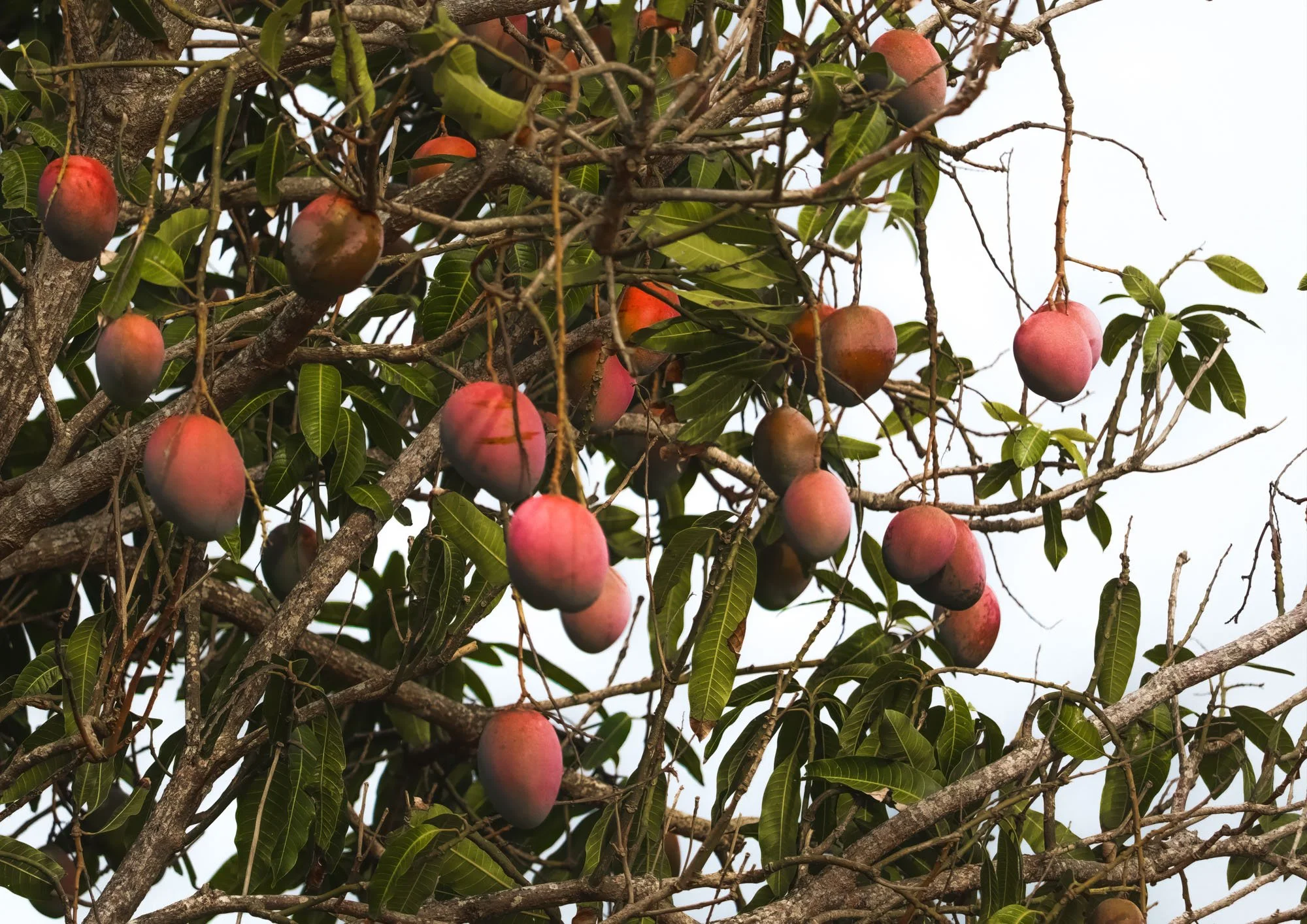 Mango Tree.jpg