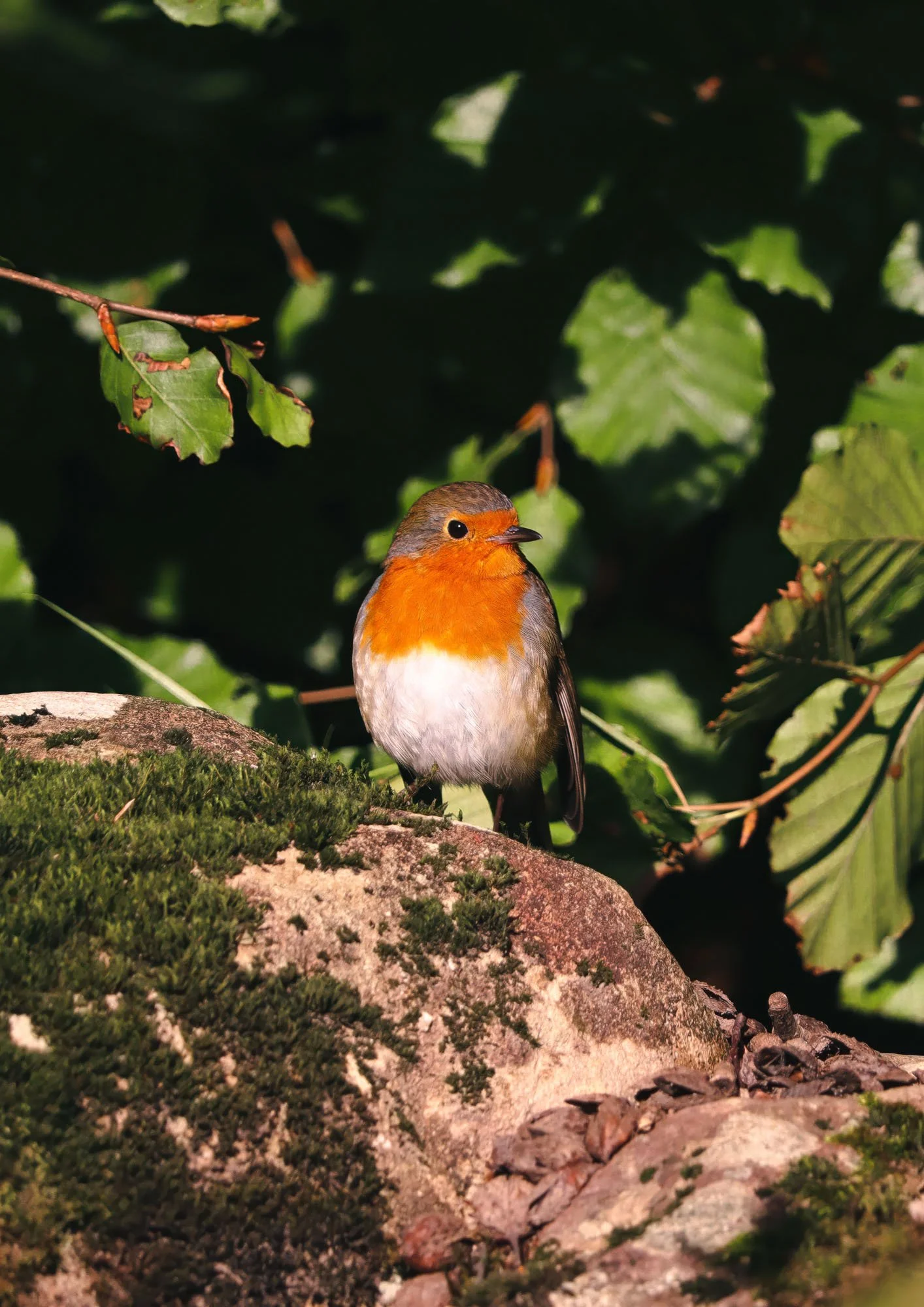 Robin