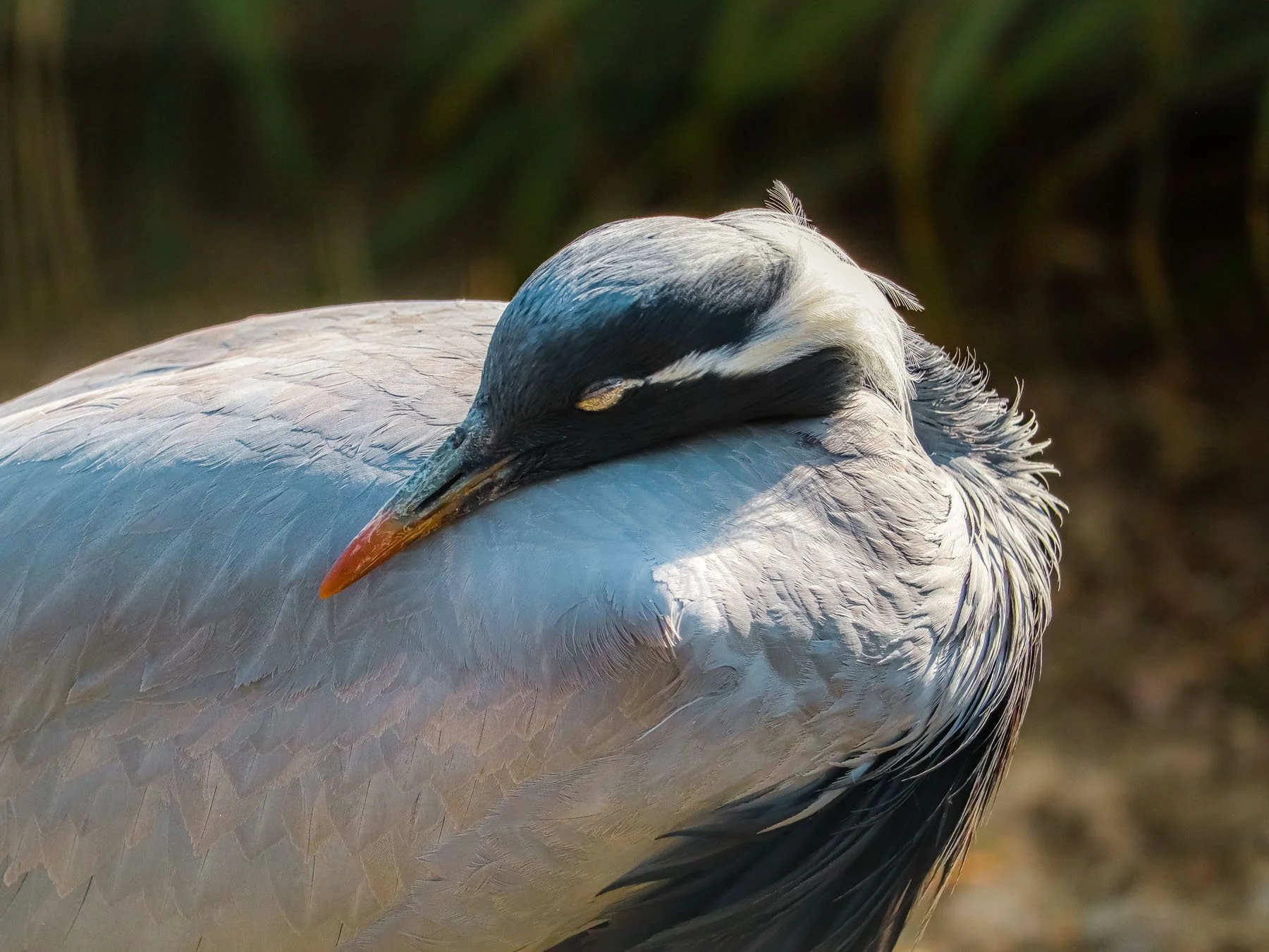 D0C68099-610C-441F-B045-6180CA604FF72021-04-19_15-41-21_970 (2024-09-25T19_07_29.876).jpg