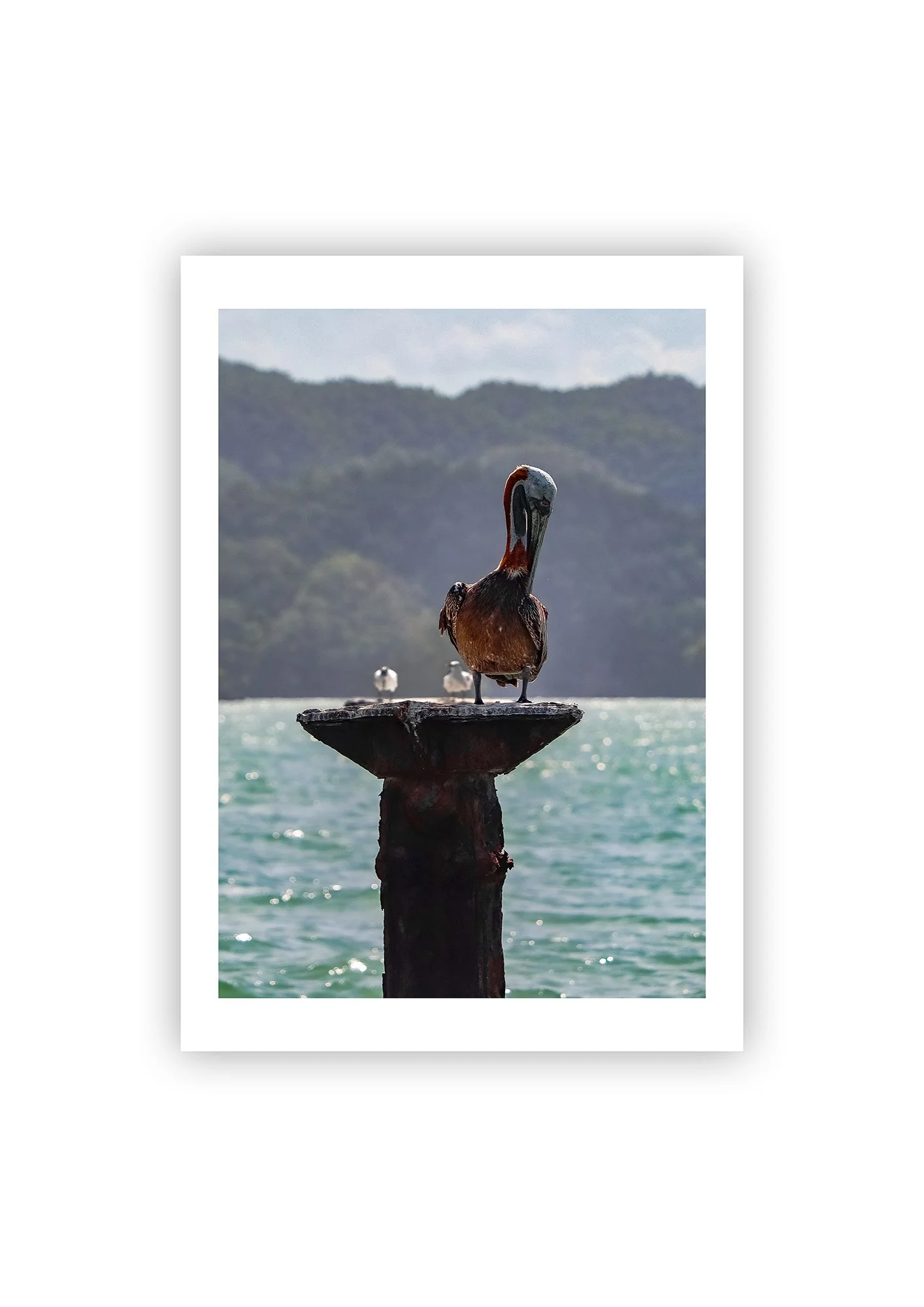 Brown Pelican - Print.jpg