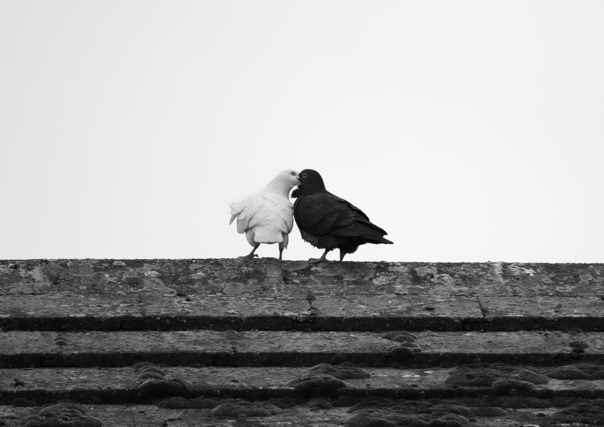 Ying and Yang.jpg