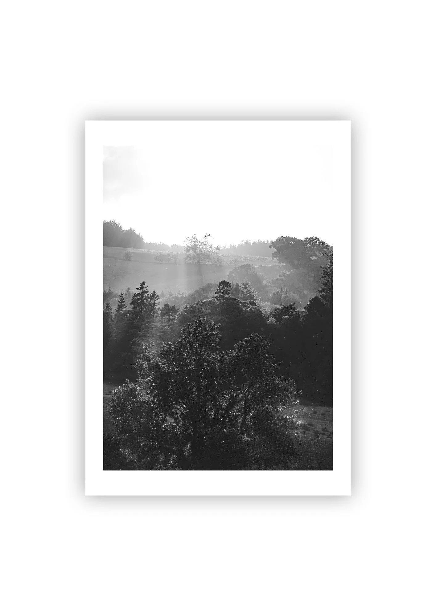 Sunset Trees Noire - Print.jpg