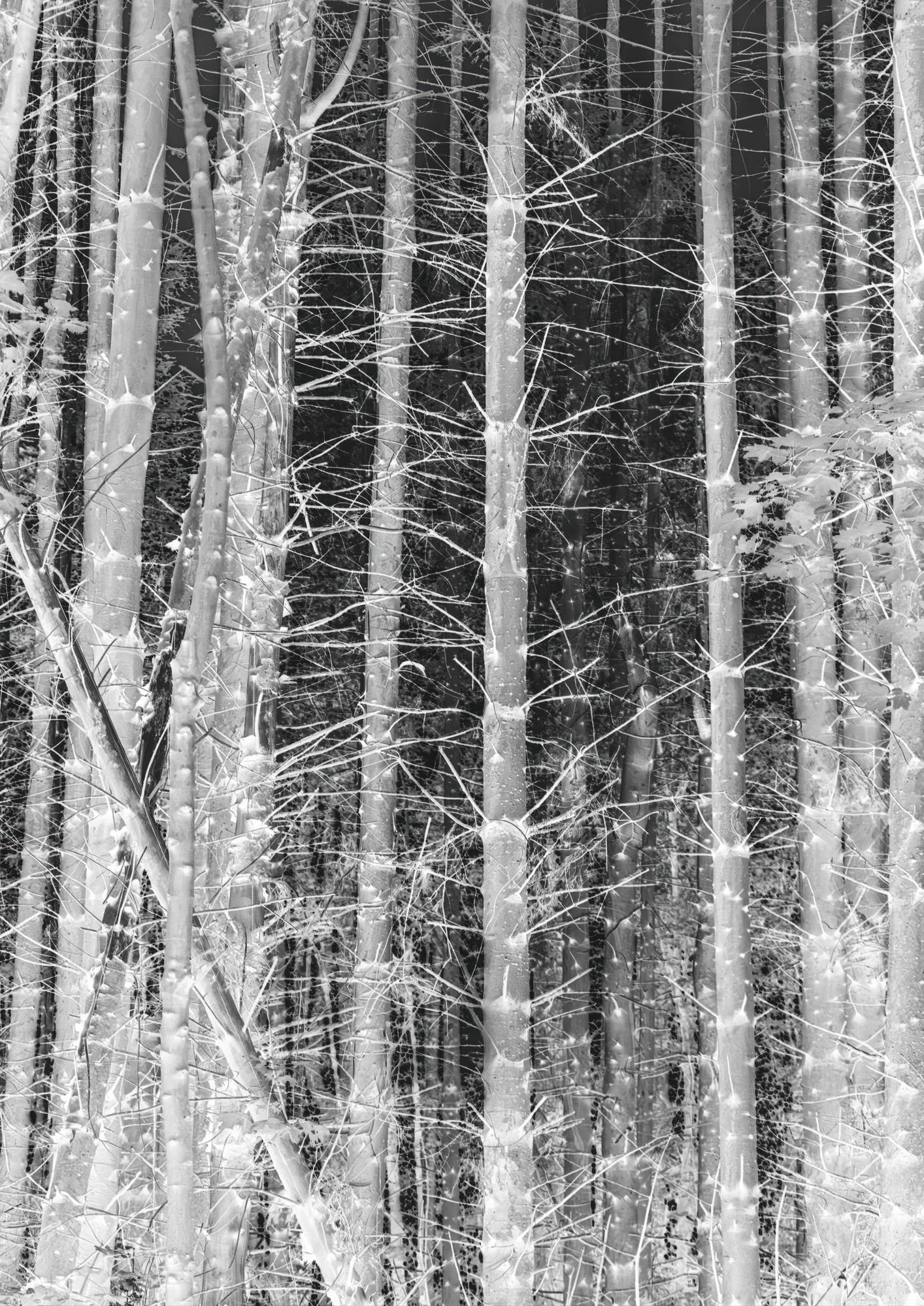 Guarded Forest