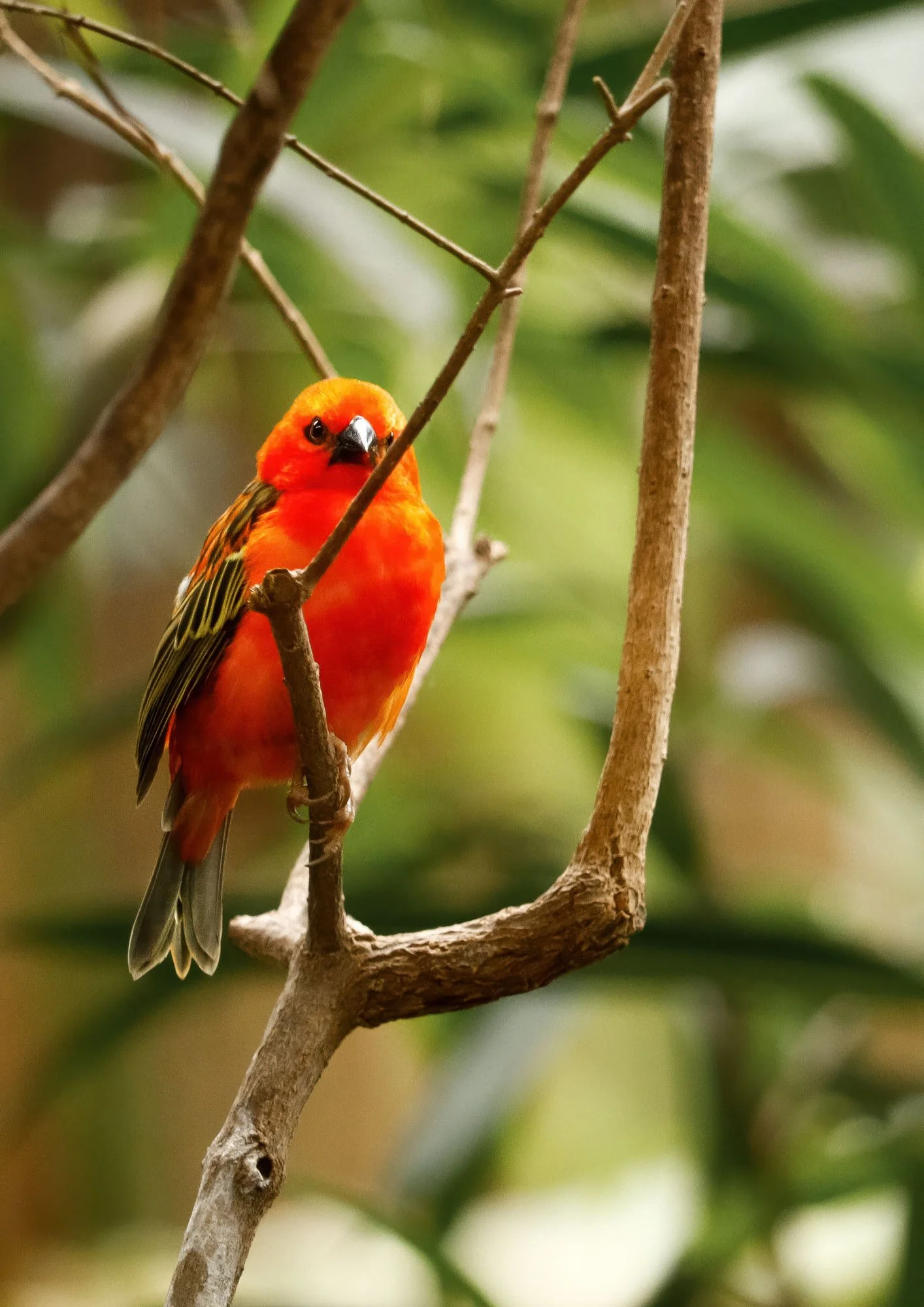 Red Fody.jpg