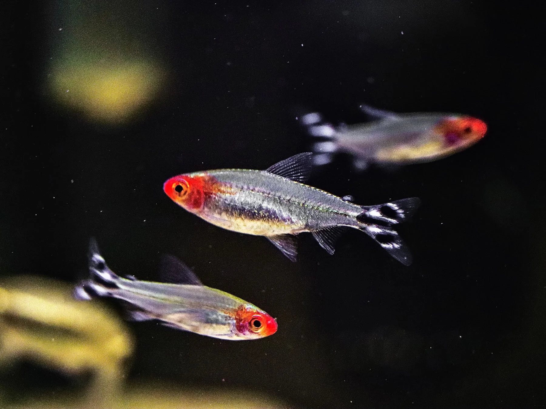 8DDD4C26-6800-45D6-A303-8FD88CA9F9732020-11-26_20-50-20_530 (2024-09-25T20_43_31.257).jpg