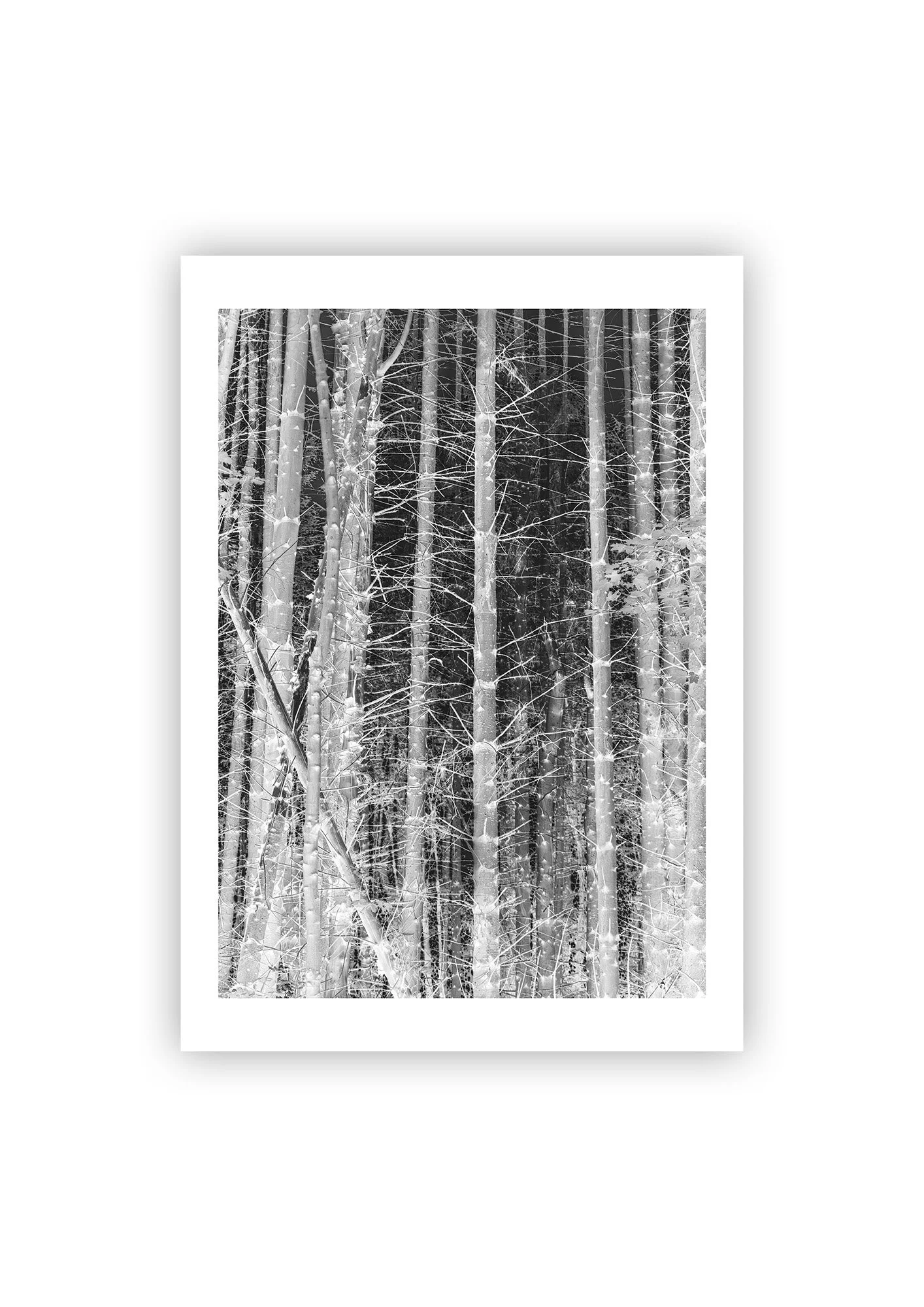 Guarded Forest - Print.jpg