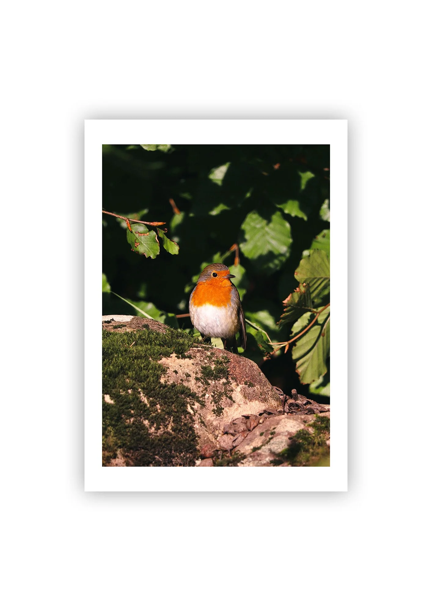 Robin - Print.jpg