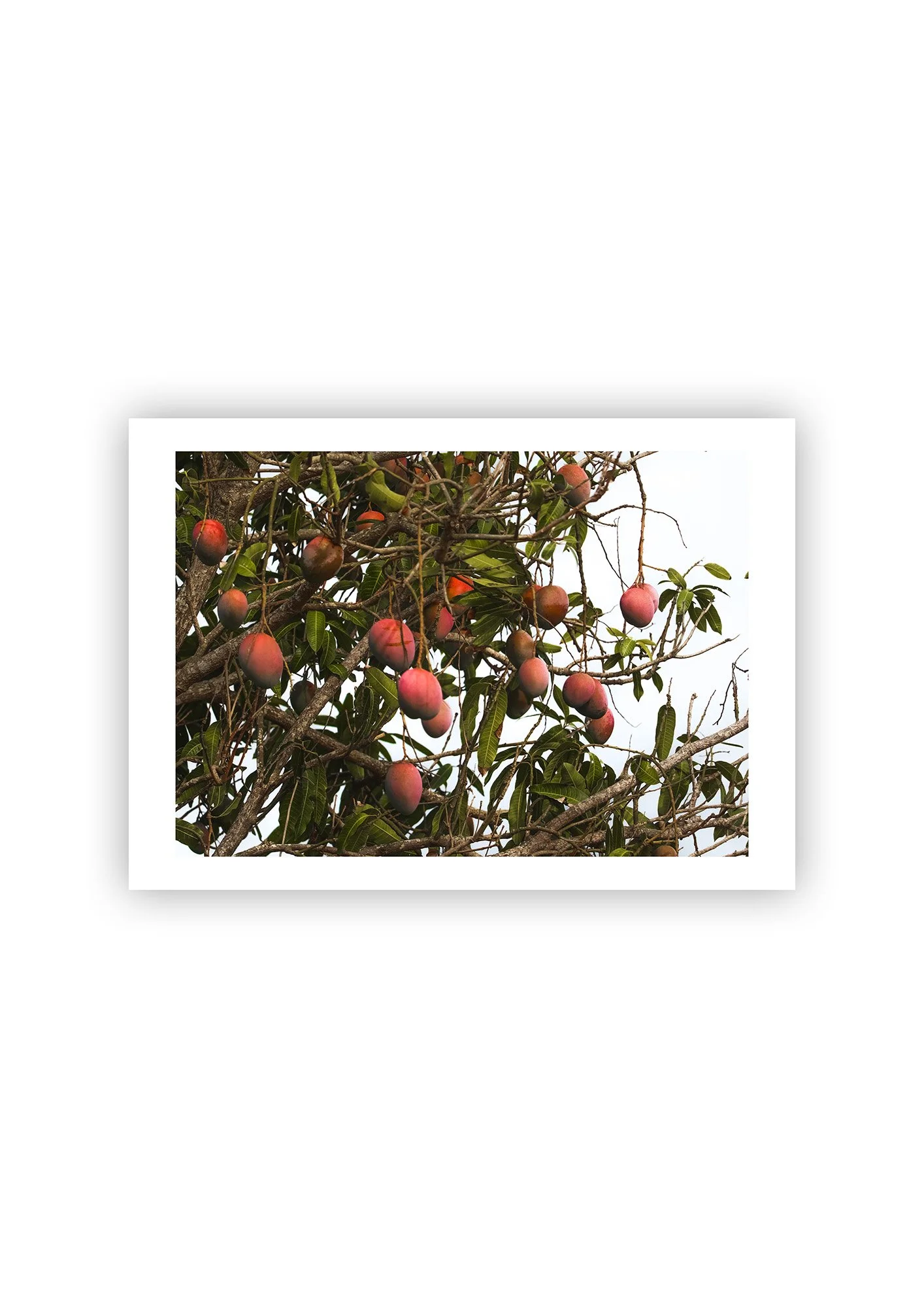 Mango Tree - Print.jpg