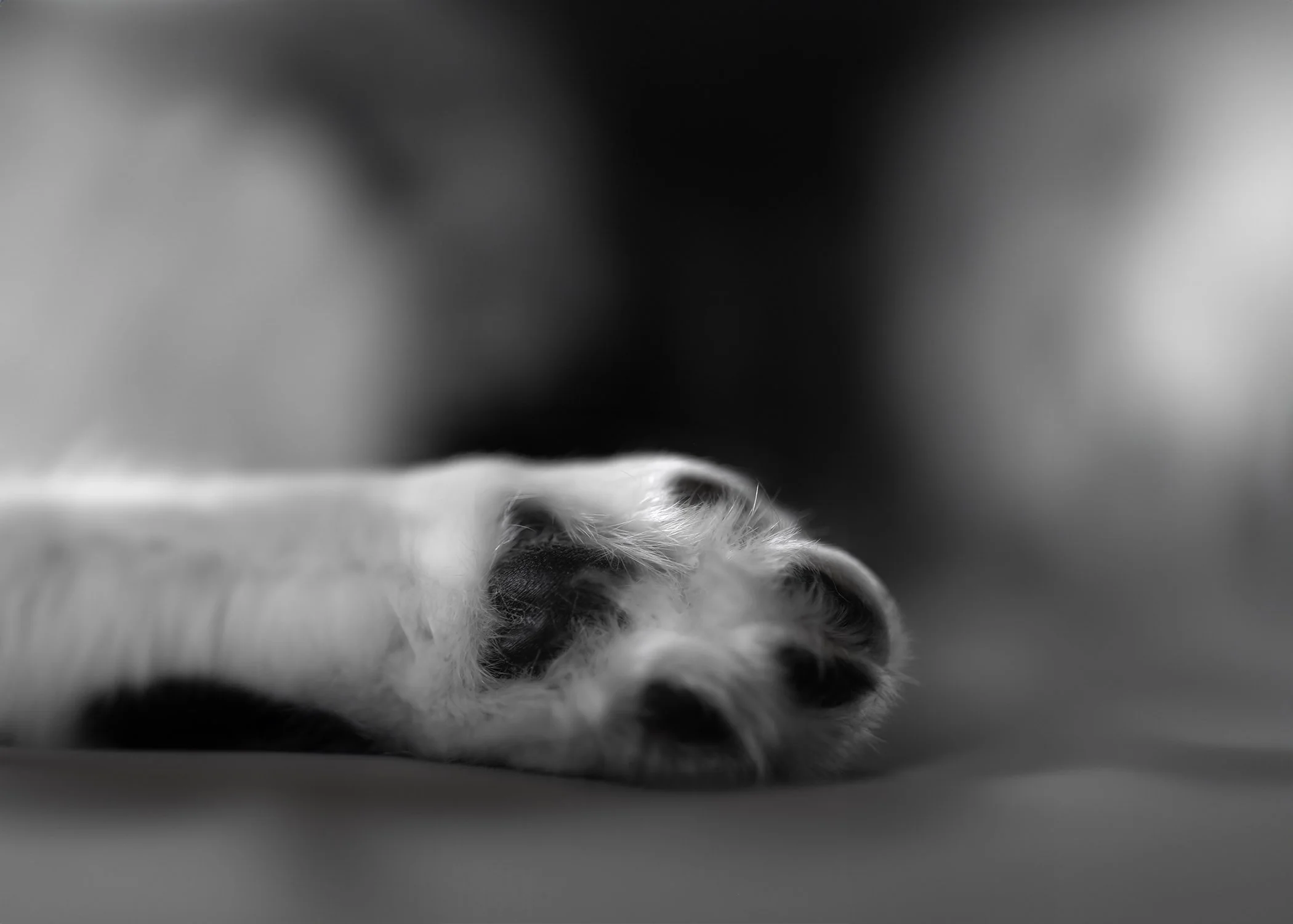 leo paw.JPG