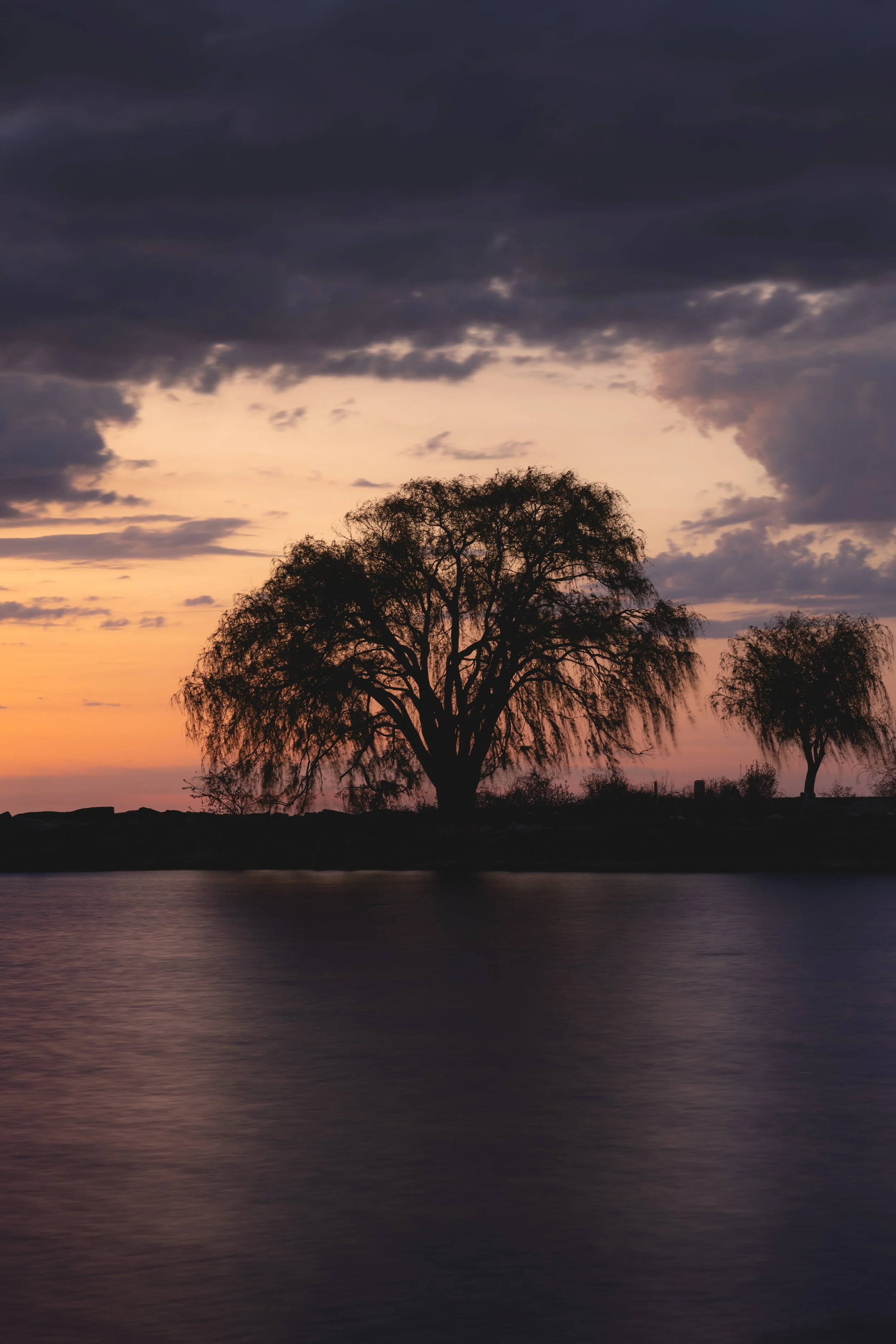 Dusk at the willow