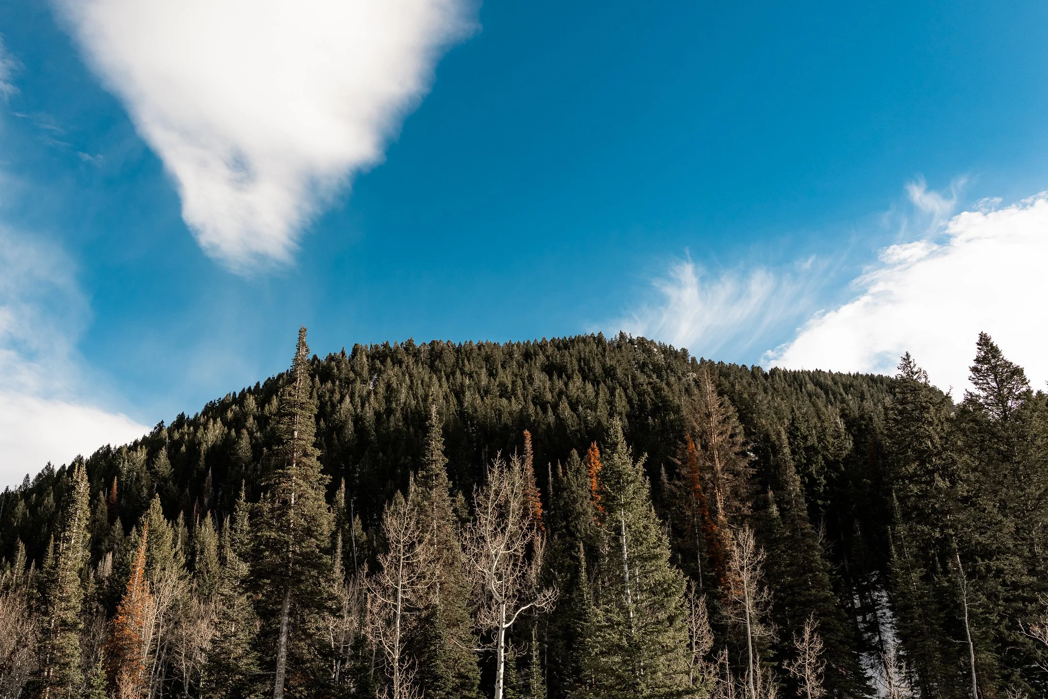 Salt Lake City- Big Cotton Wood Canyon Trail