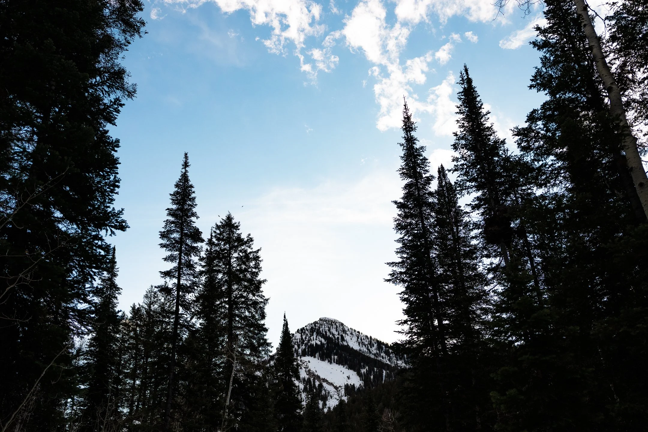 Salt Lake City- Big Cotton Wood Canyon 
