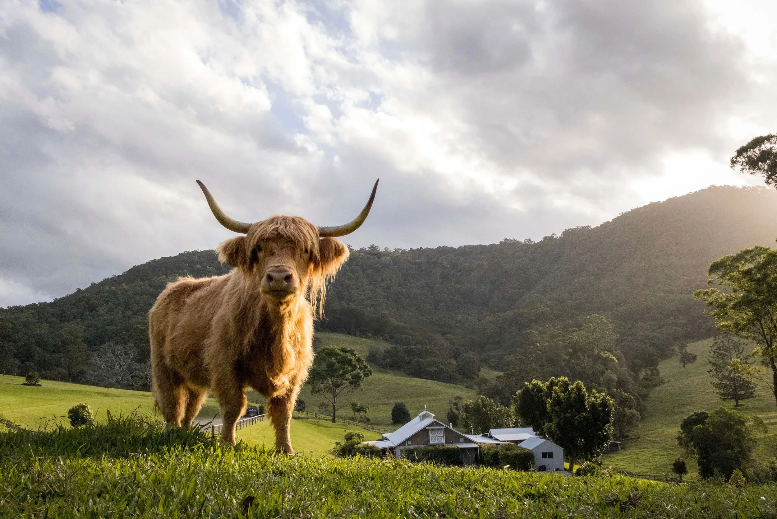 Cowbell Creek Wedding Venue - Highland cow standing on green grass with a farm and rolling hills in the background under a cloudy sky