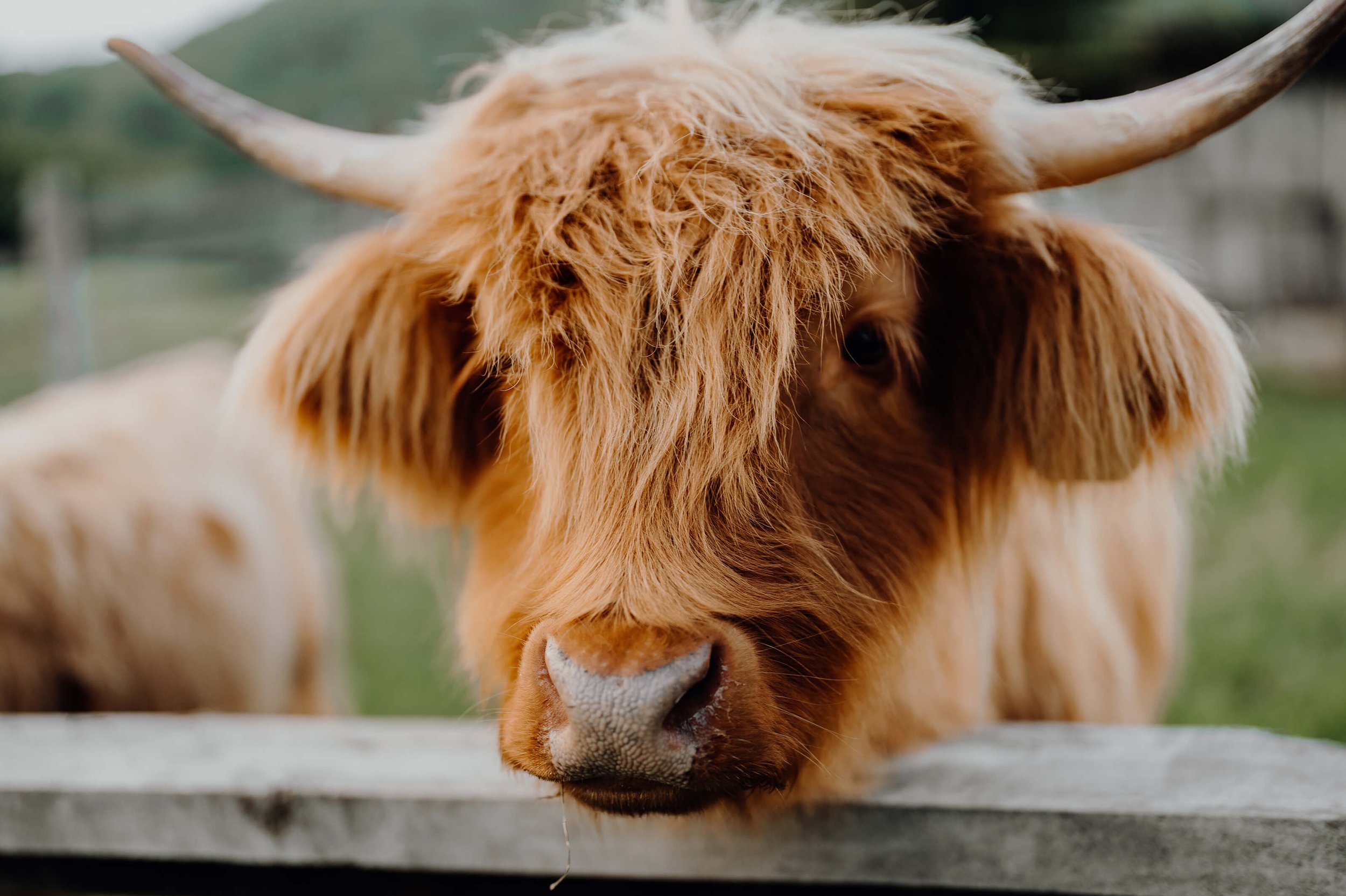 Furry friends of Cowbell Creek