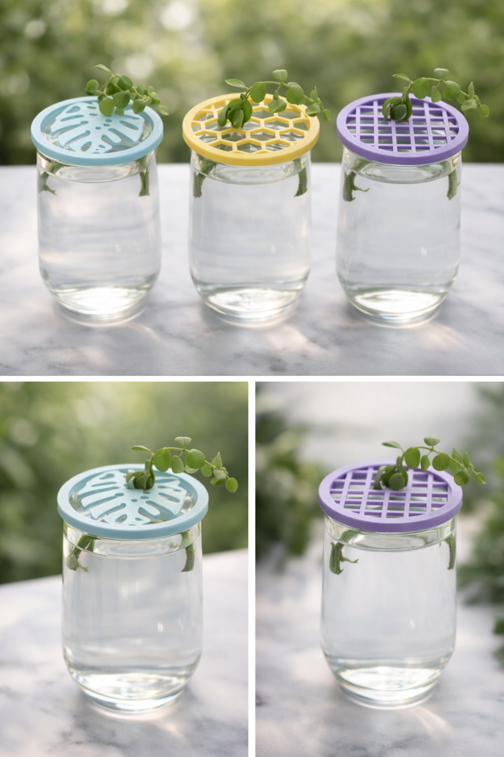 Trio disque de propagations ( pour boutures  )