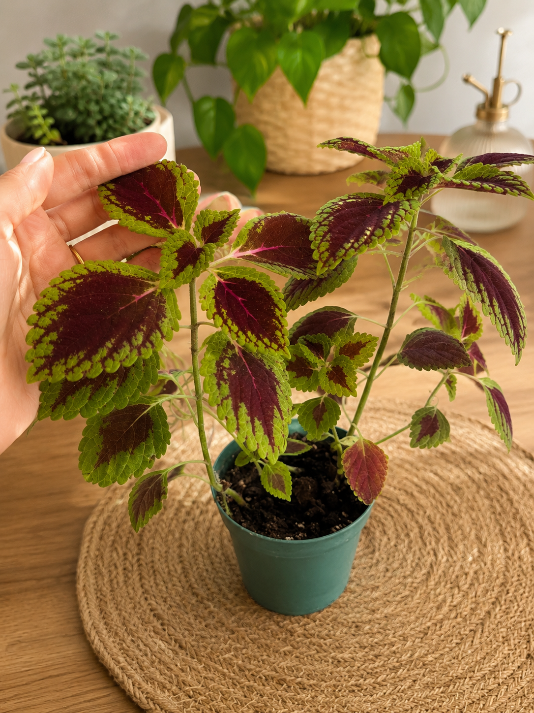 Coléus (Coleus scutellarioides) ****RAMASSAGE UNIQUEMENT ****