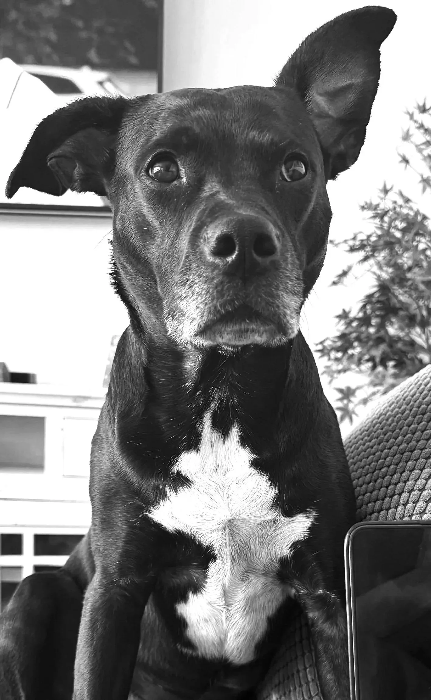 Close-up of a black dog with one ear flopped and the other standing, sitting indoors on a textured cushion, with a bookshelf and potted plant in the background, in black and white.